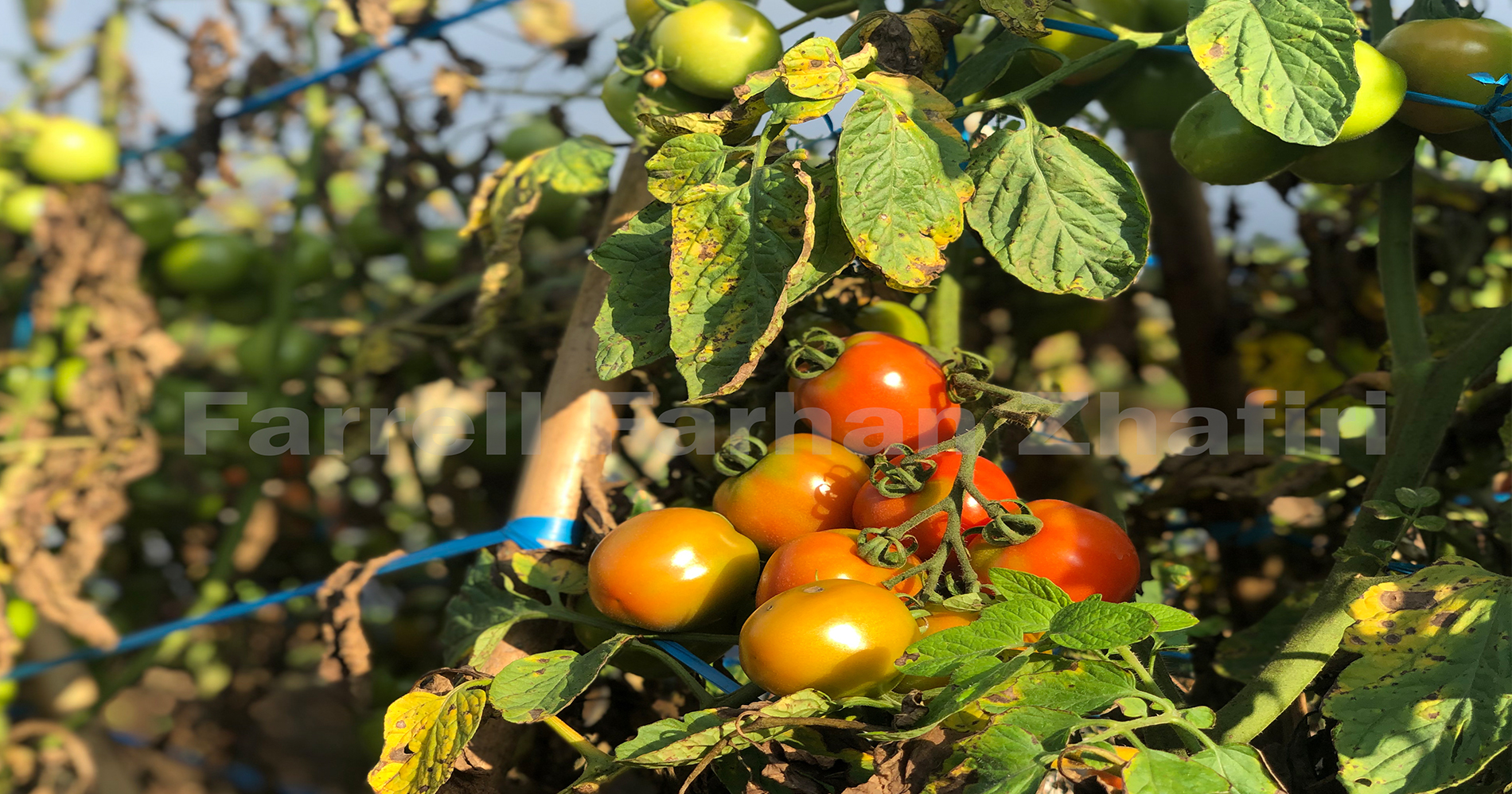Salah satu komoditas unggulan sektor pertanian yaitu tomat ( Sumber gambar : Dokumentasi Pribadi )