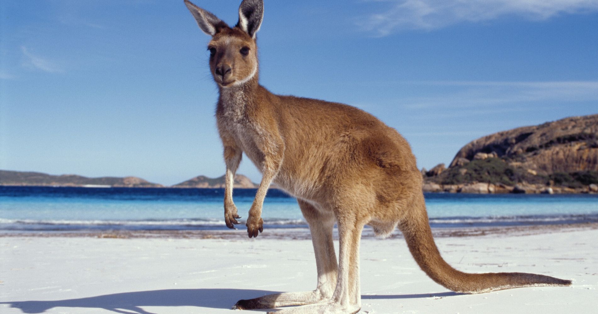 Kangaroo Illustration - Canva