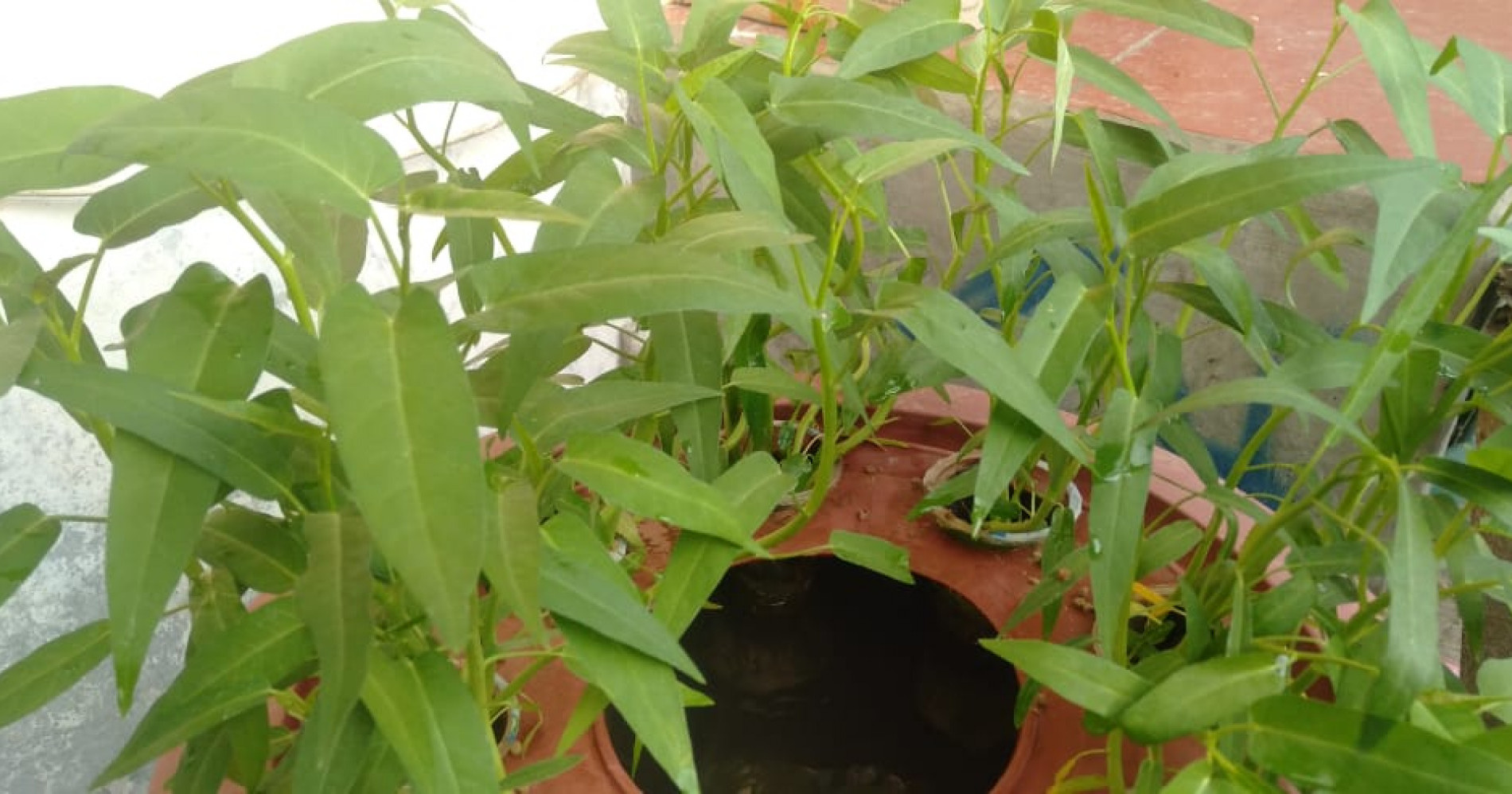 Budidaya lele sekaligus menanam kangkung kini bisa dilakukan di lahan sempit.