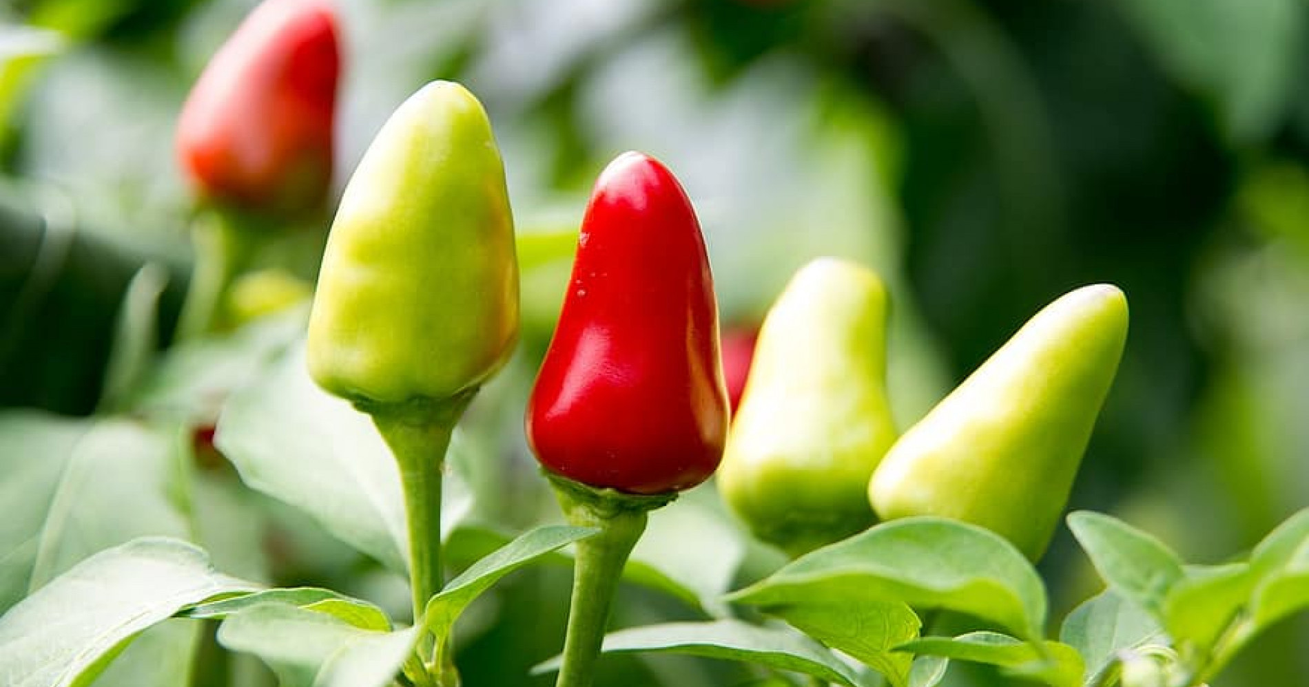 Menanam tumbuhan memberi manfaat ekonomi dan keseimbangan hidup. (Sumber gambar: https://p0.pikist.com/photos/220/476/chili-peppers-cooking-food-spices-spicy-ingredient-red-kitchen.jpg)