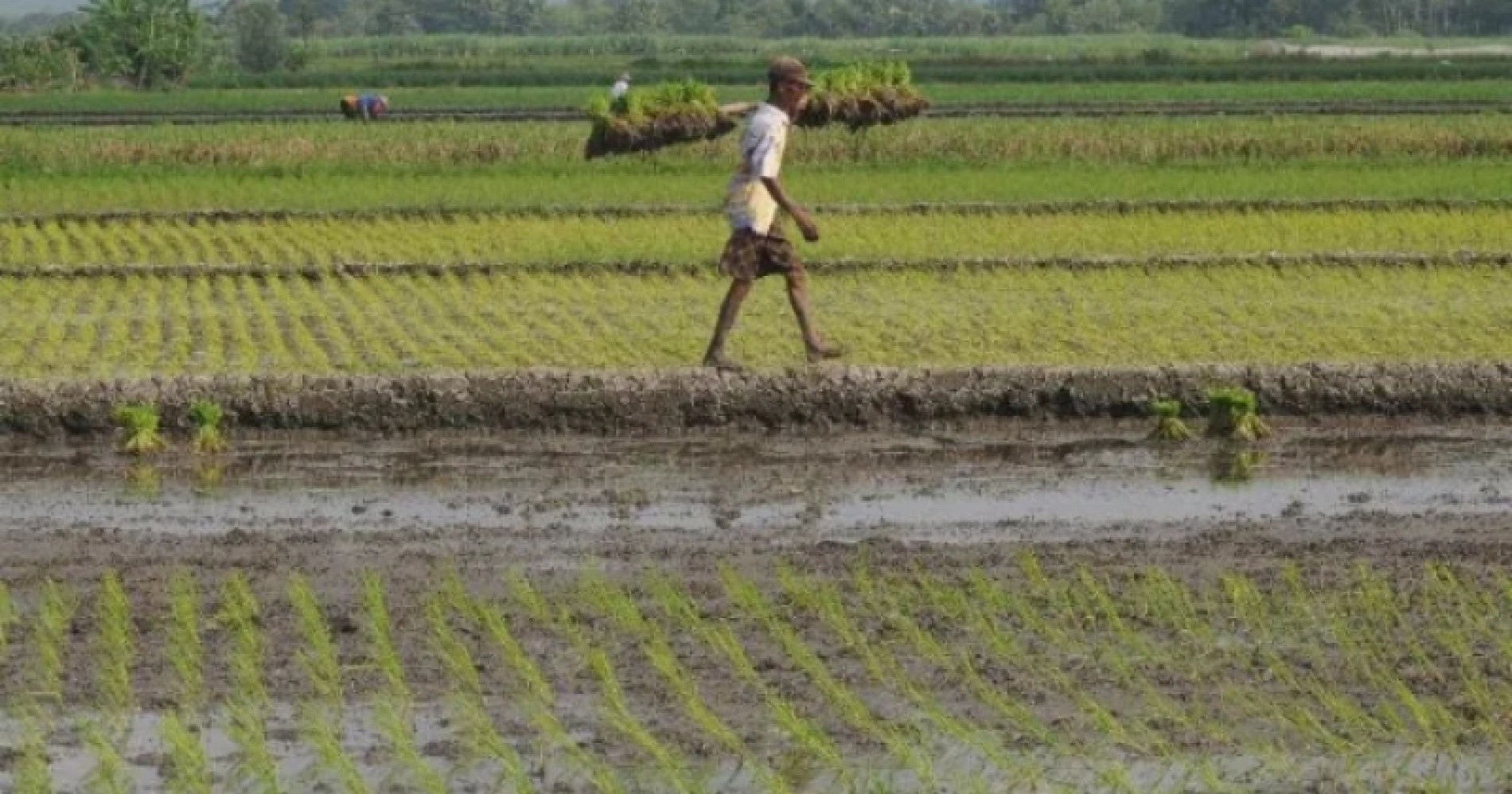 petani padi yang semakin menua (sumber : Bisnis.com)