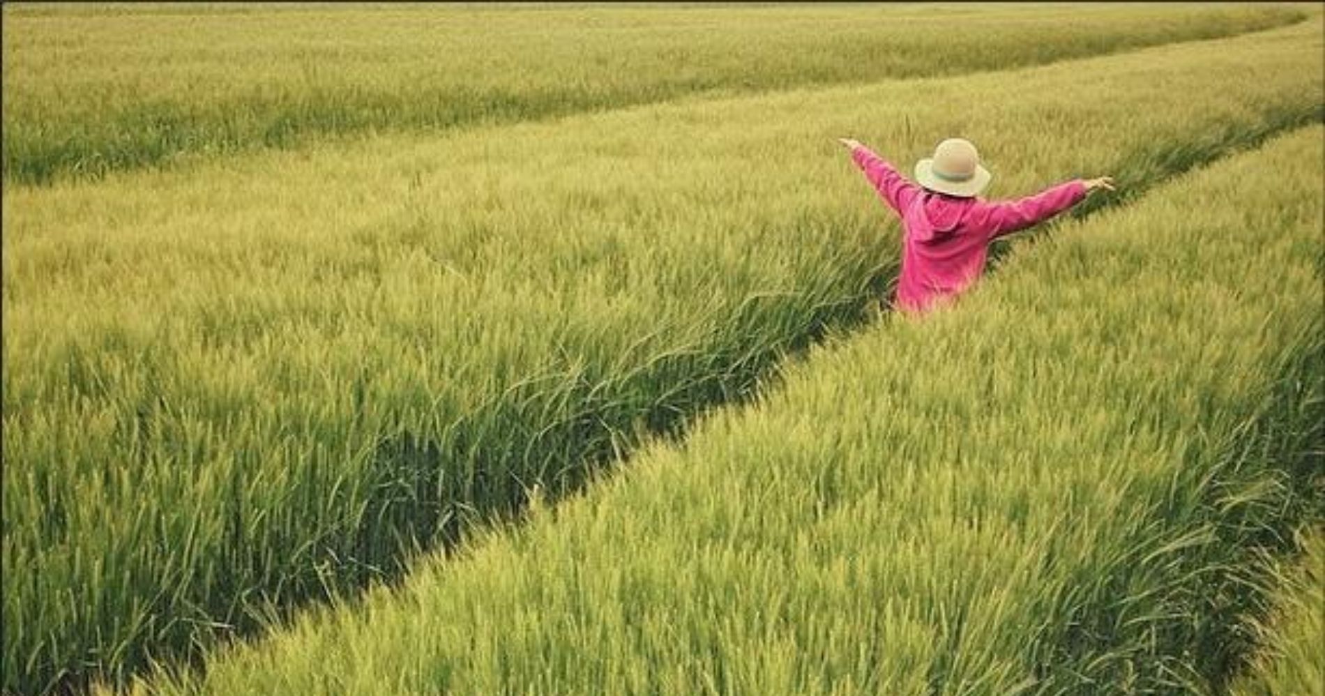 Rice Field - Image: Canva