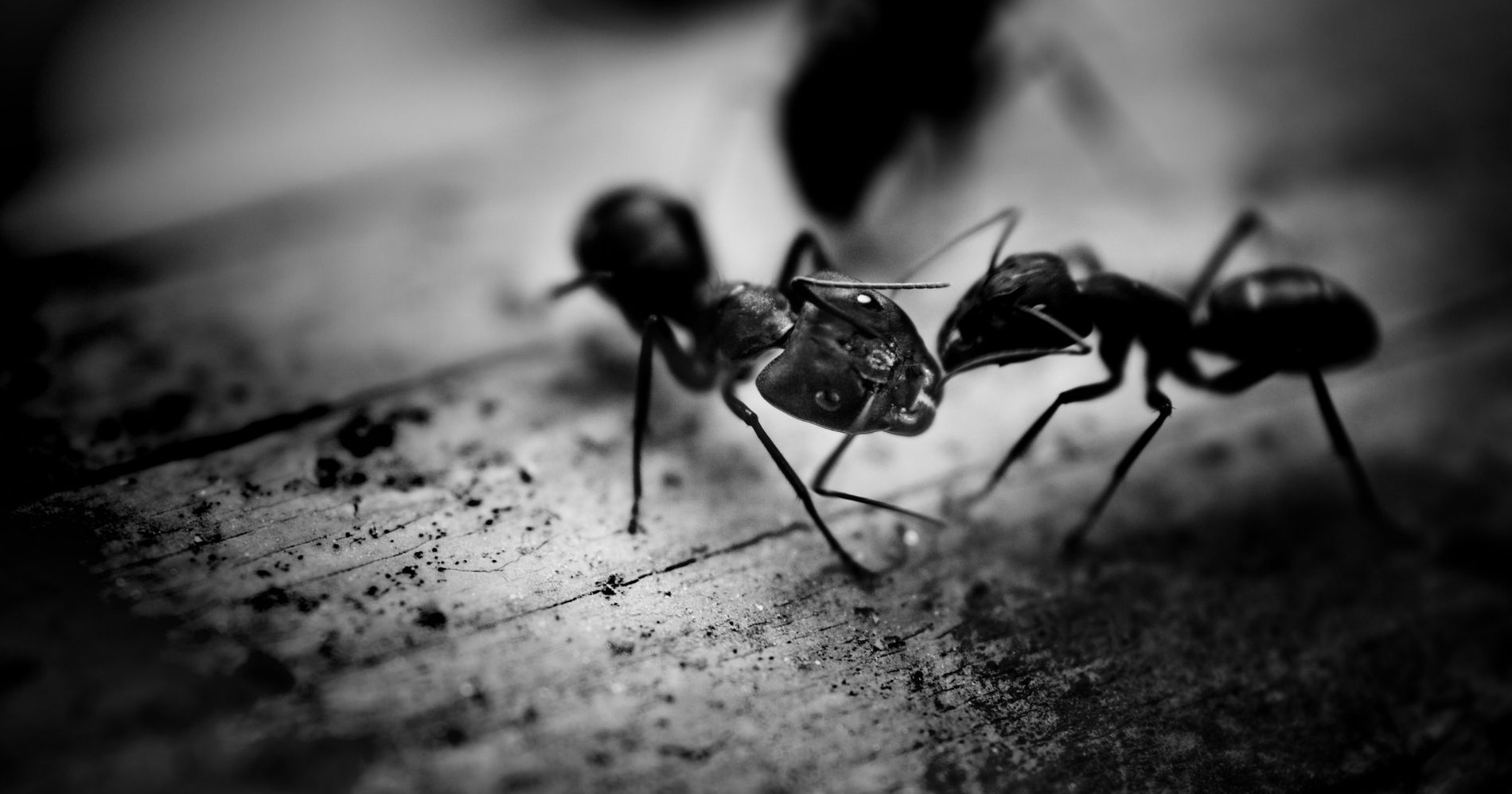 Ant - Canva