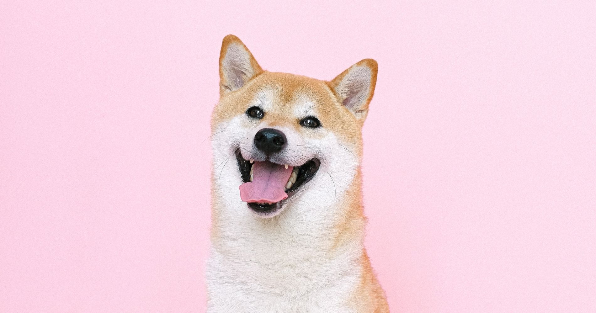 Shiba-Inu yang Sering jadi Ikon Meme Dogecoin - Canva