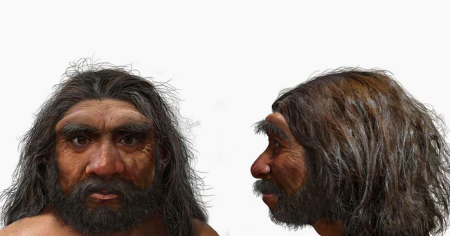 Homo Longi Manusia Naga Illustration Web Bisnis Muda - Google Images