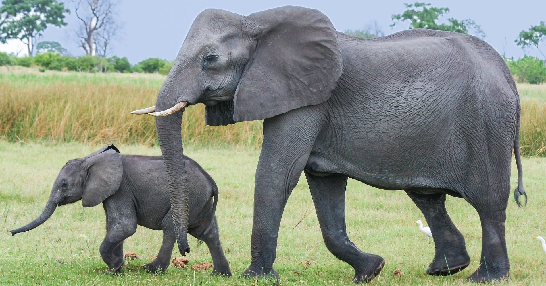 Ilustrasi Gambar Hewan Gajah Besar dan Kecil (Canva)