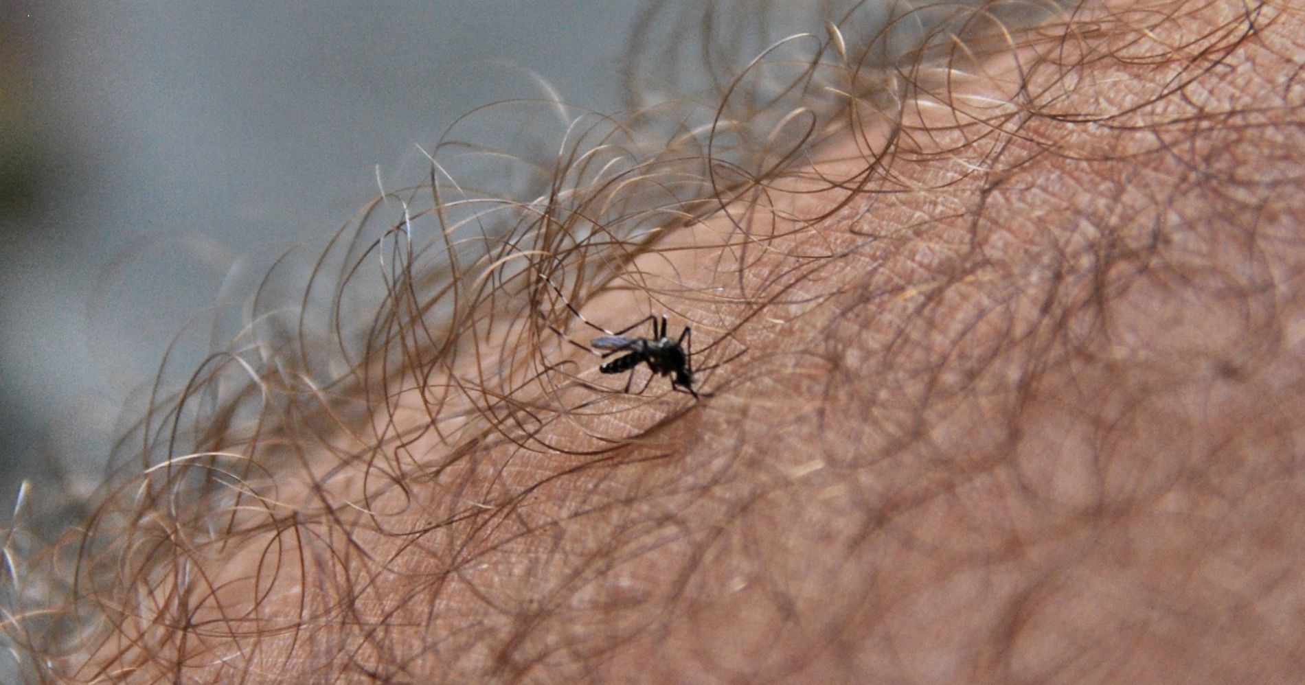 Aedes Aegypti Illustration Web Bisnis Muda - Image: Flickr