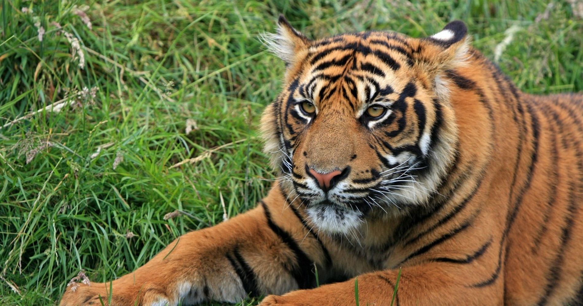 Sumateran Tiger Illustration Web Bisnis Muda - Pixabay