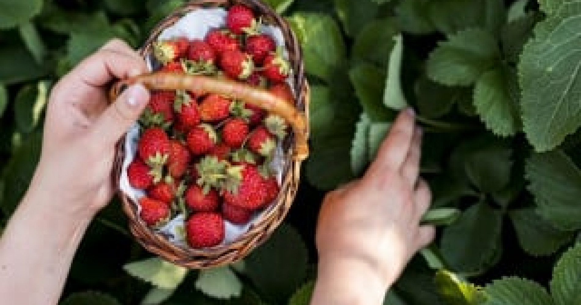 Budidaya strawberry di Peti Kemas (Sumber: ayobandung.com)