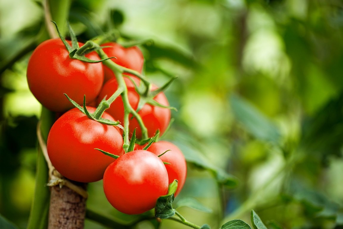 Manfaat buah tomat (Sumber gambar: lifepack.id)