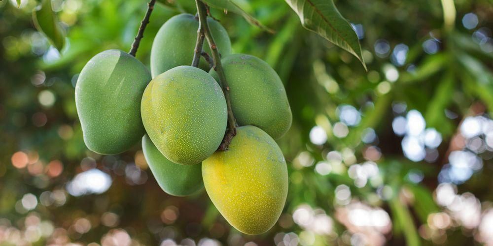 Manfaat buah mangga (Sumber gambar: sehatq.com)