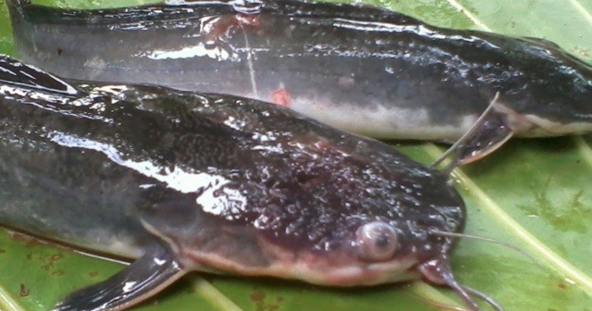 Penyakit Aeromonas pada Ikan lLele (Sumber Gambar: kabartani.com)