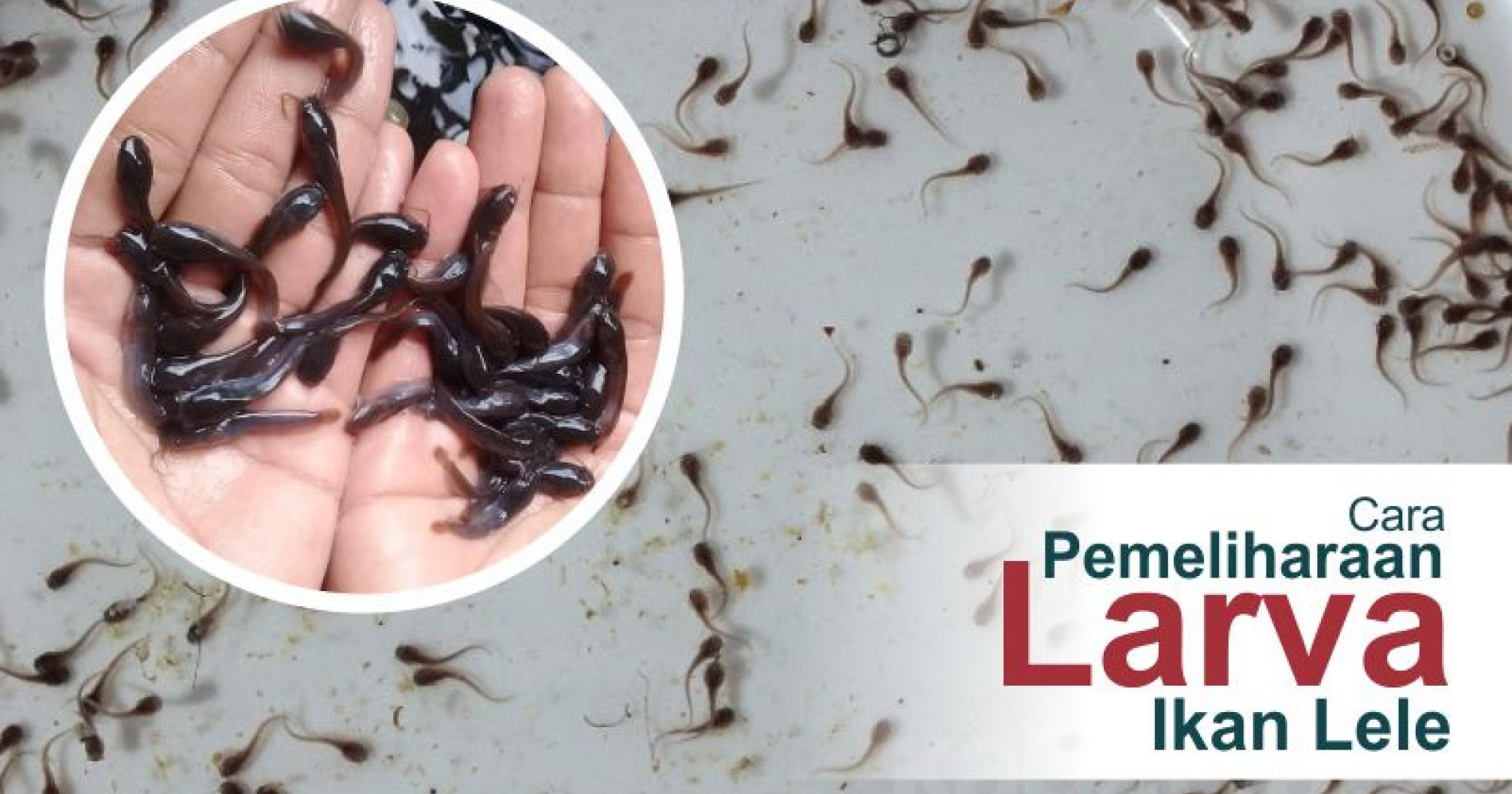 Cara pemeliharaan larva ikan lele (Sumber gambar: kabartani.com)