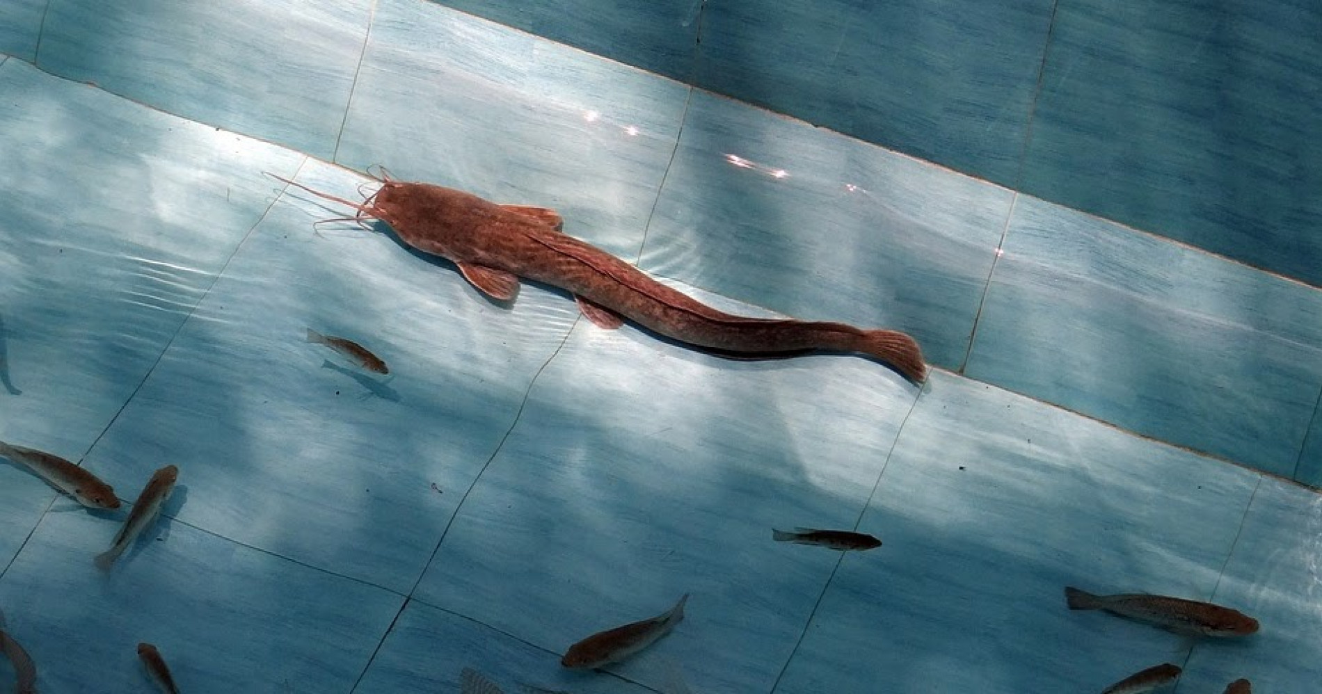 Pemijahan ikan semi buatan (Sumber gambar: muatartikel.com)