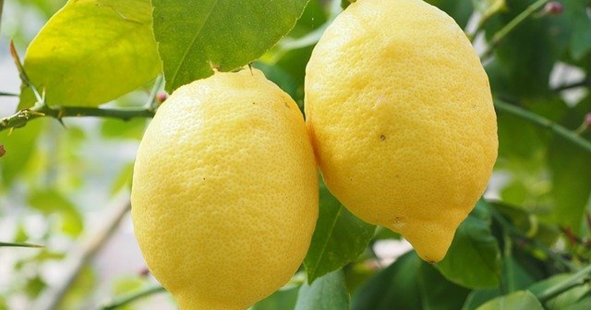 Khasiat buah lemon (Sumber gambar: orami.co id)