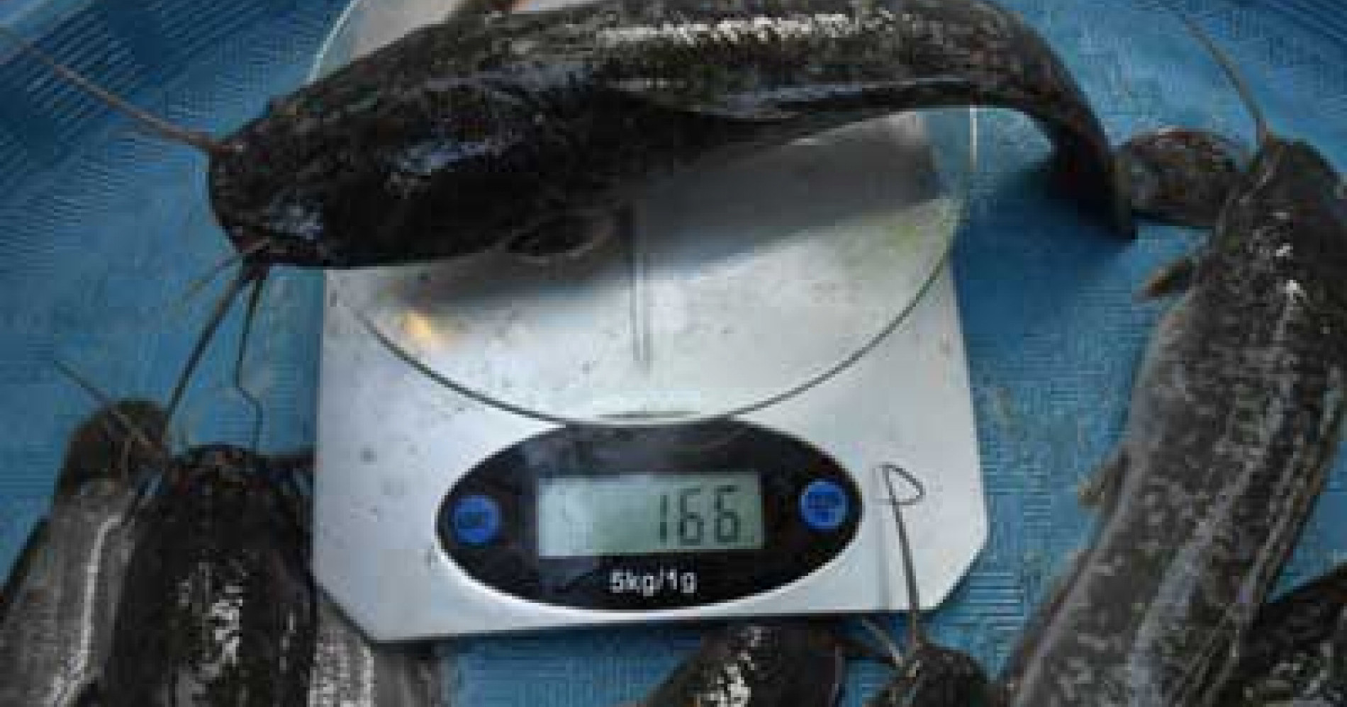 Cara menaikkan bobot ikan lele (Sumber gambar: daunijo.com)