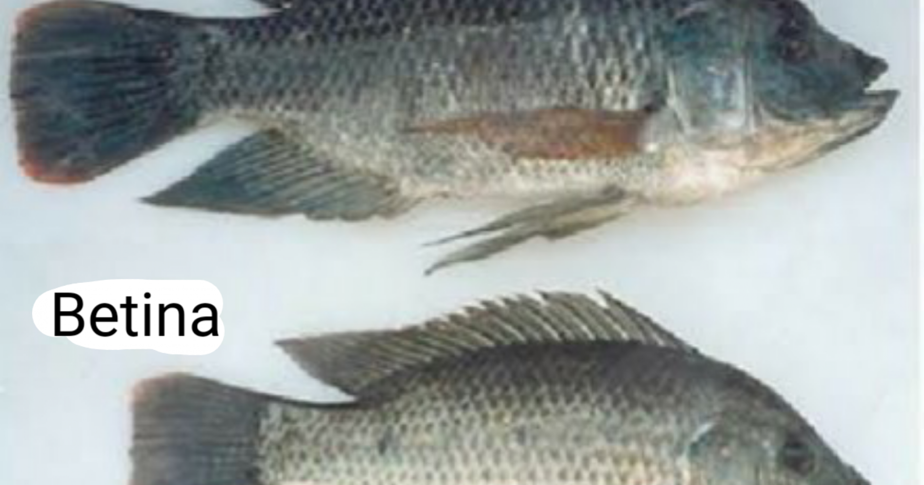 Perbedaan ikan jantan dan ikan betina (Sumber gambar: lab.zleeb.com)