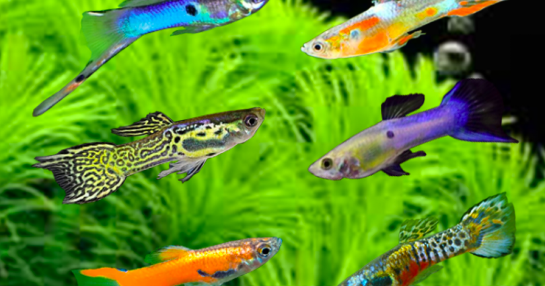 Menjaga kualitas air ikan Guppy (Sumber gambar: ruparupa.com)