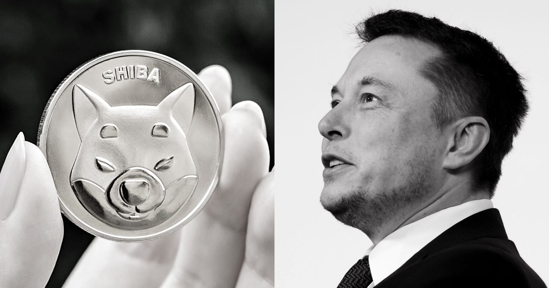 Harga Shiba Inu Terjun Usai Tweet Elon Musk Viral Illustration Bisnis Muda - Image: Canva - Pinterest