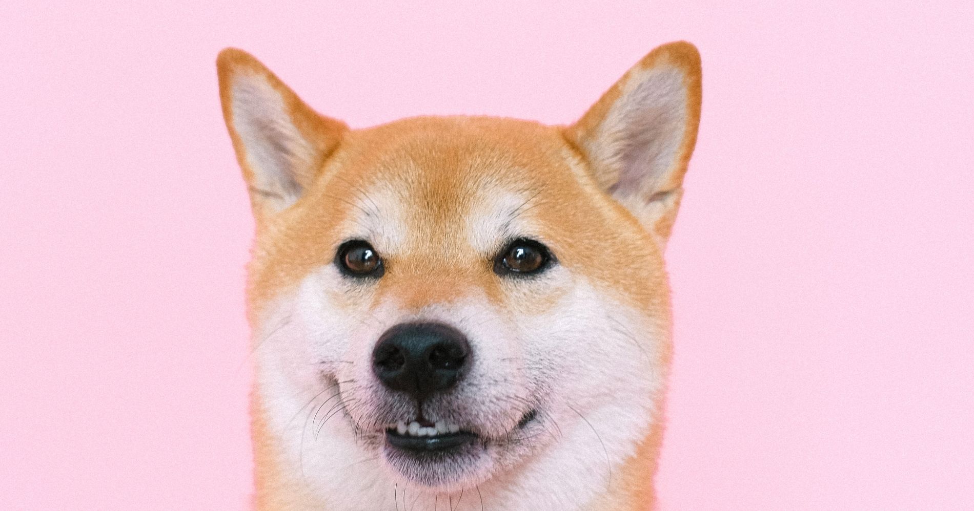3 Hal Menarik tentang Anjing Shiba Inu Illustration Bisnis Muda - Image: Canva