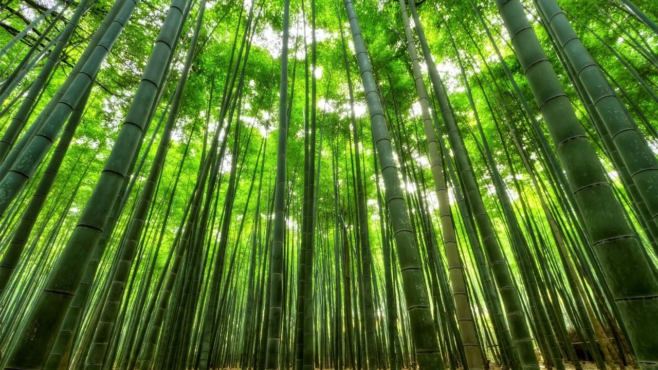 Pohon Bambu dan Peluang Bisnis Ilustrasi. Image Canva