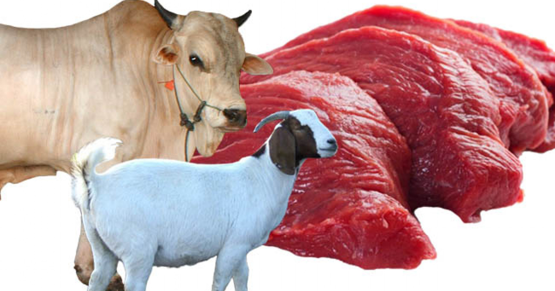 Idul Adha atau Idul Qurban identik dengan ibadah penyembelihan sapi dan kambing (Sumber: UNAIR)