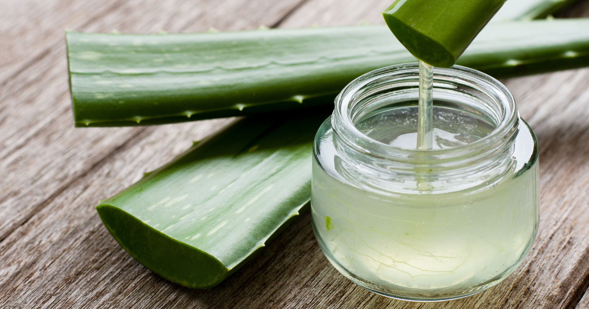 Aloe vera atau lidah buaya (Foto: Canva)