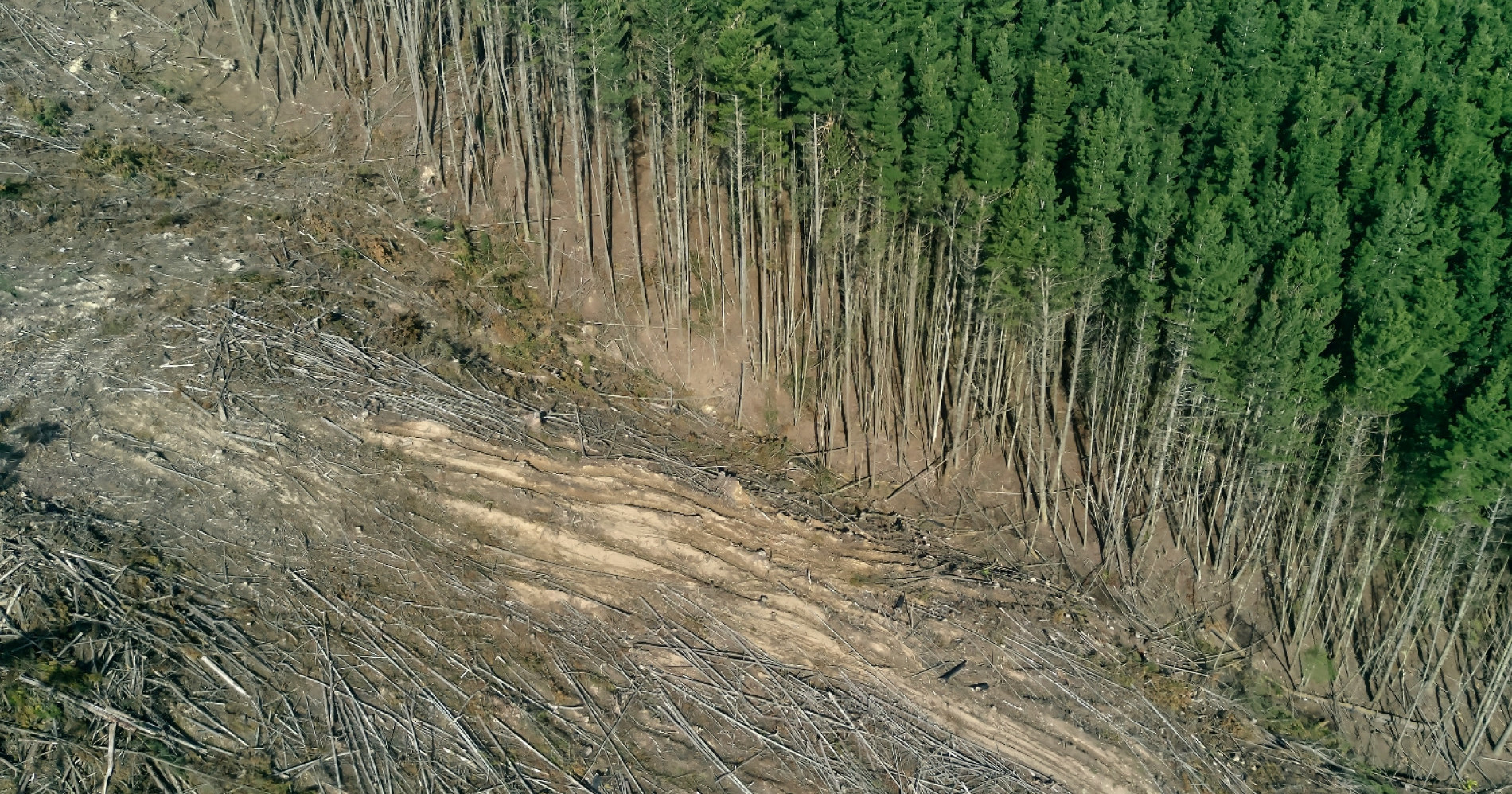 Deforestasi (Sumber: www.unsplash.com)
