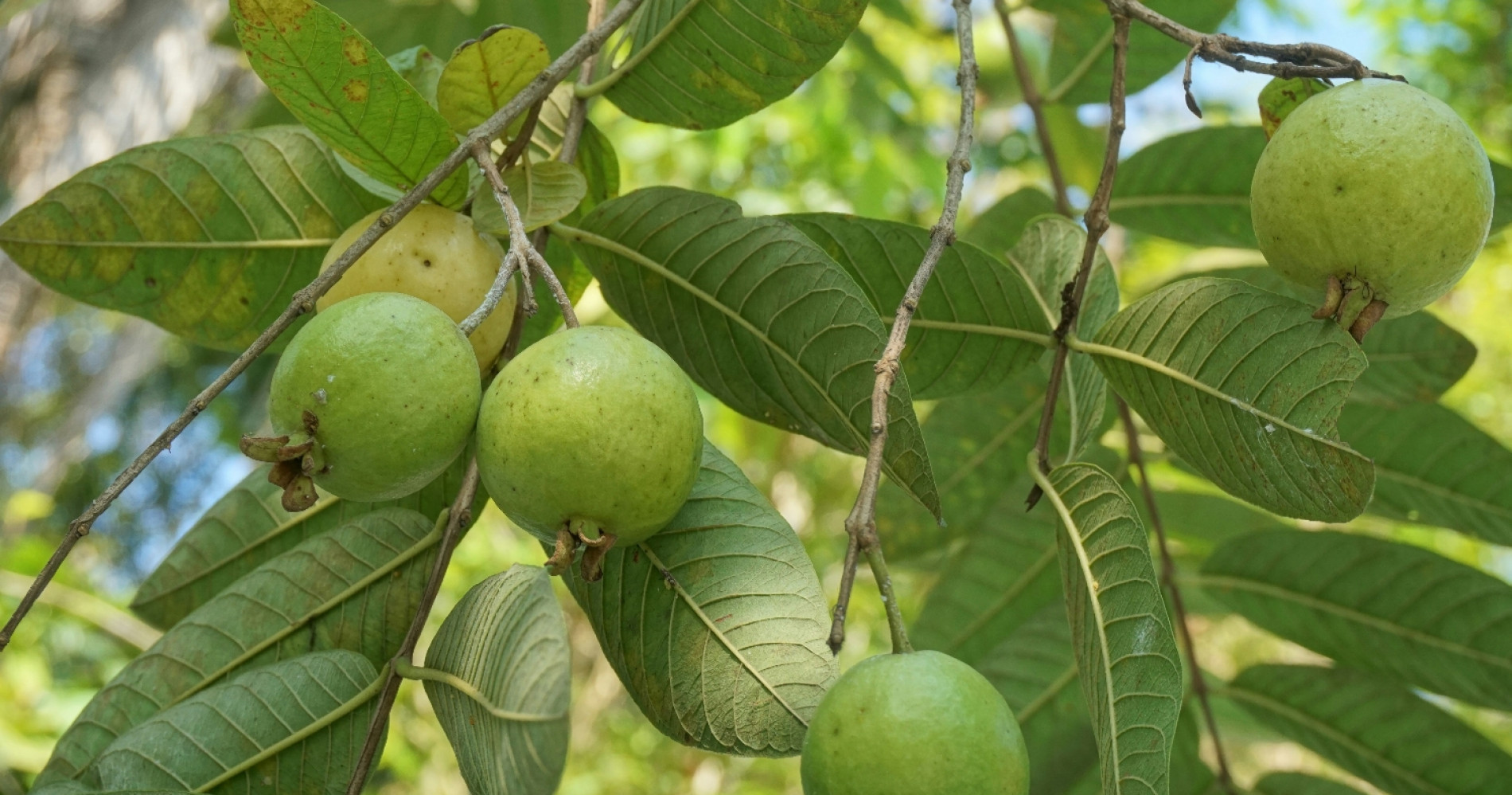 Daun jambu biji (Sumber: www.unsplash.com)