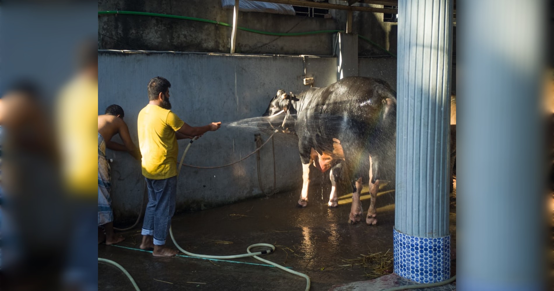 Sapi qurban (Sumber: www.unsplash.com)