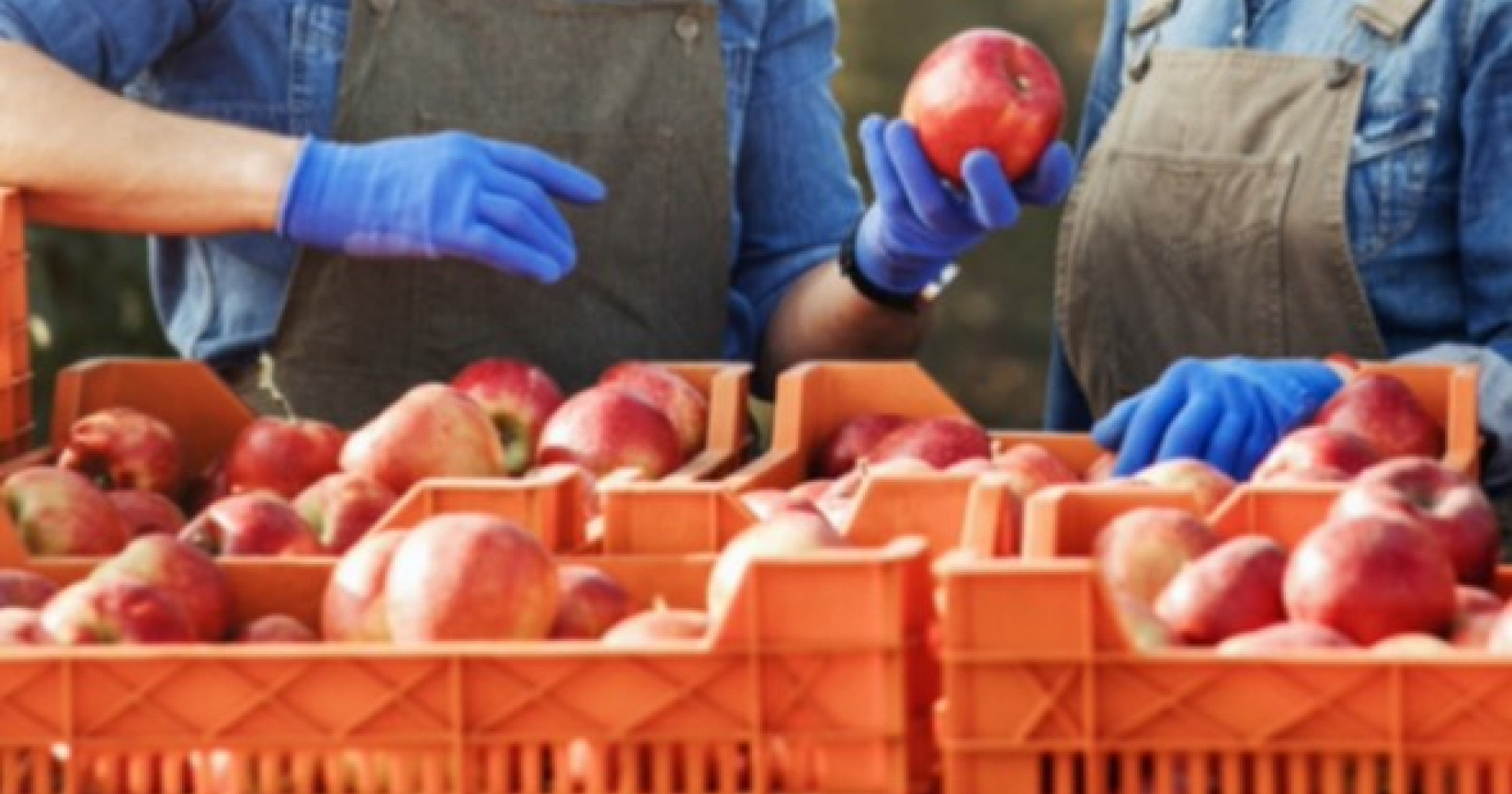 Meningkatkan nilai buah nanas