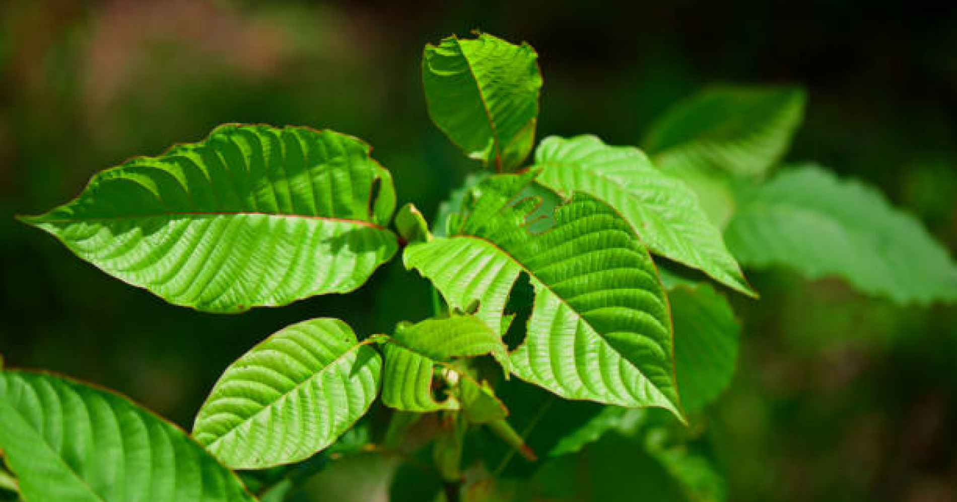 Legalitas tanaman kratom masih menjadi pertanyaan dan pembahasan serius (Sumber gambar: iStockphoto/Anucha Muphasa)