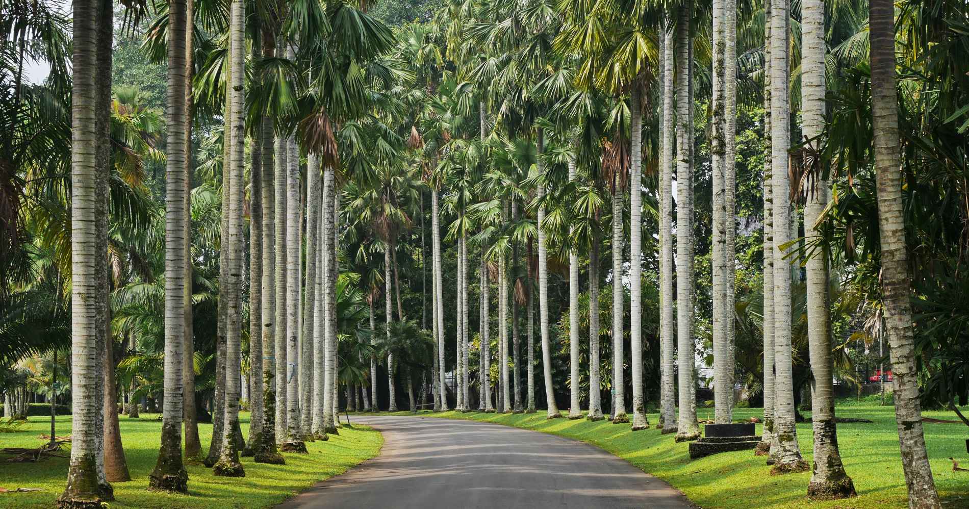 Kebun Raya Bogor/Canva