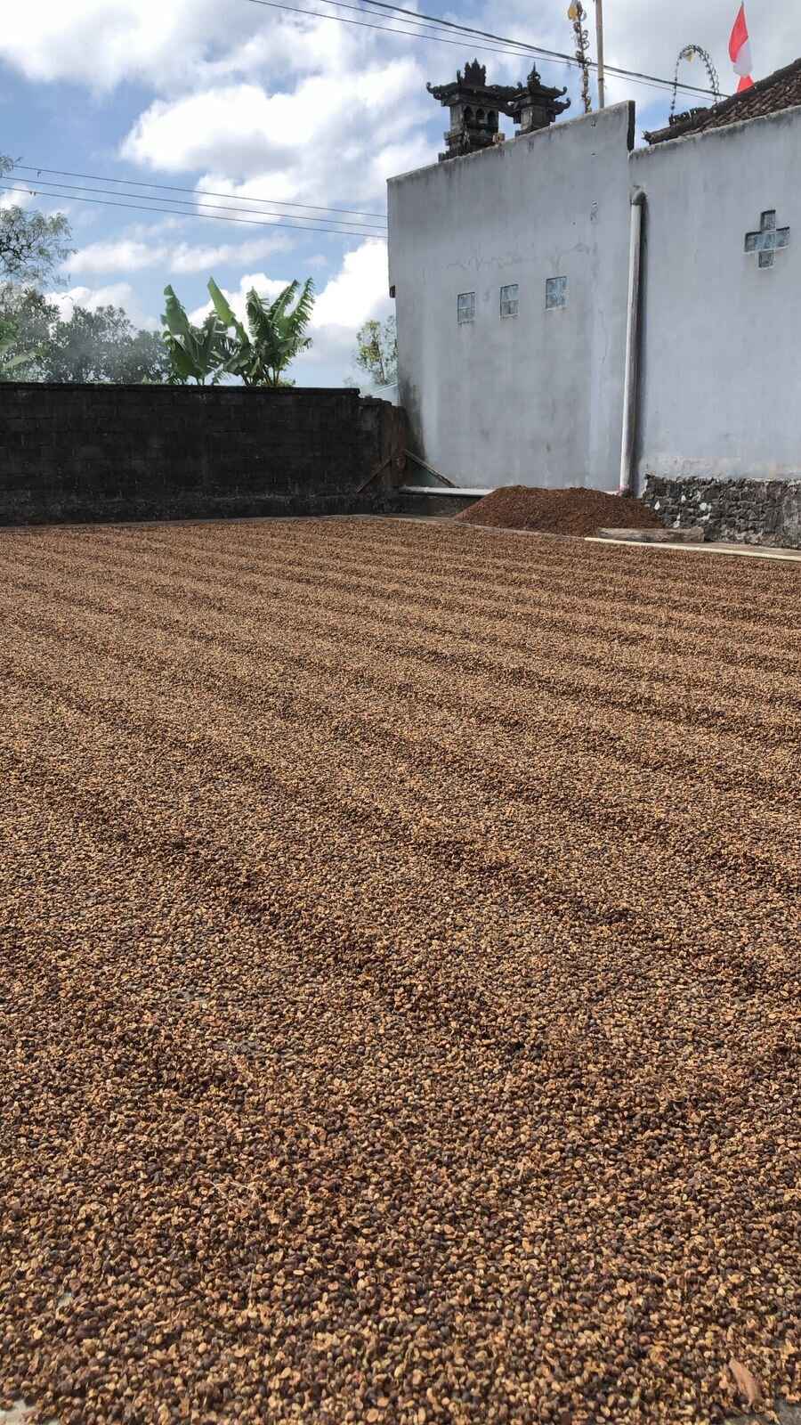 Petani Kopi di Bali