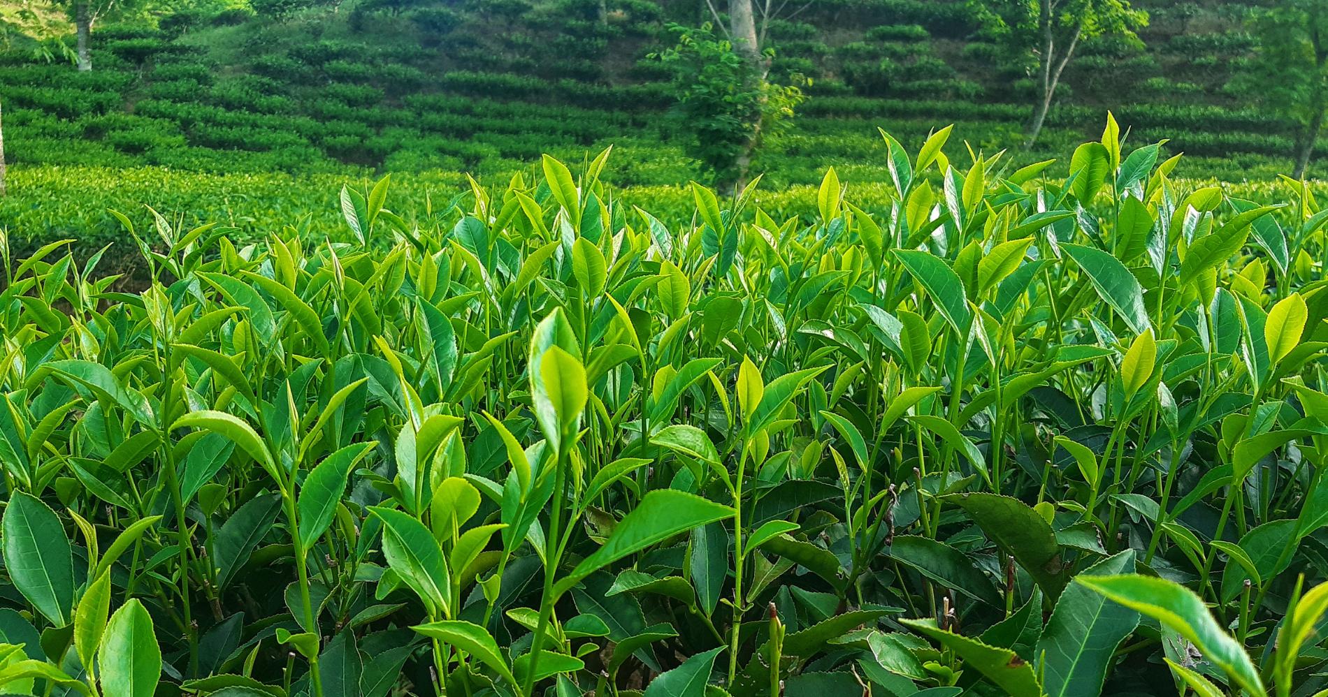 Hamparan kebun teh di pegunungan/Canva