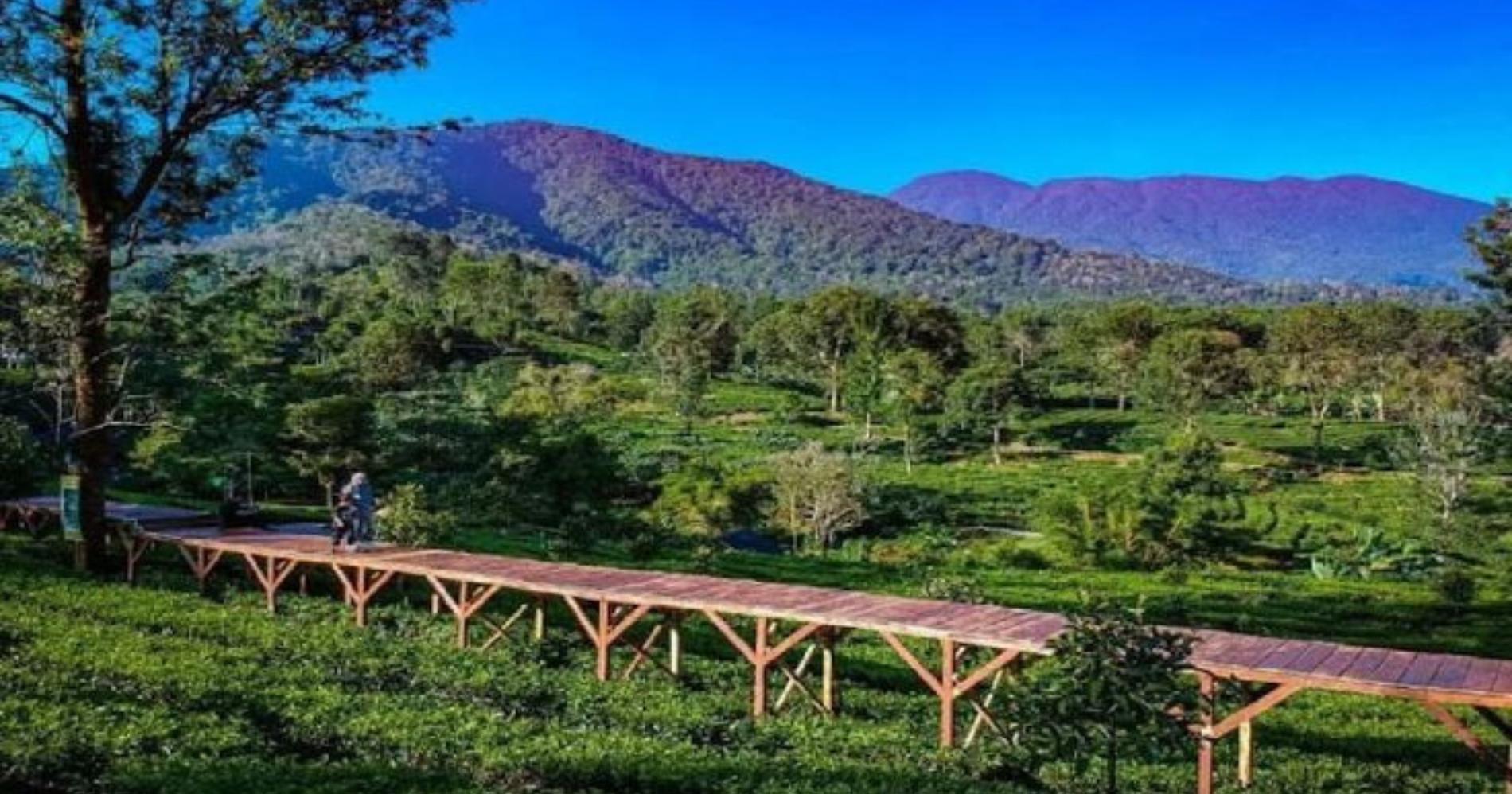 Pemandangan dari Tea Bridge di Agrowisata Gunung Mas/Pinterest-HaloBogor