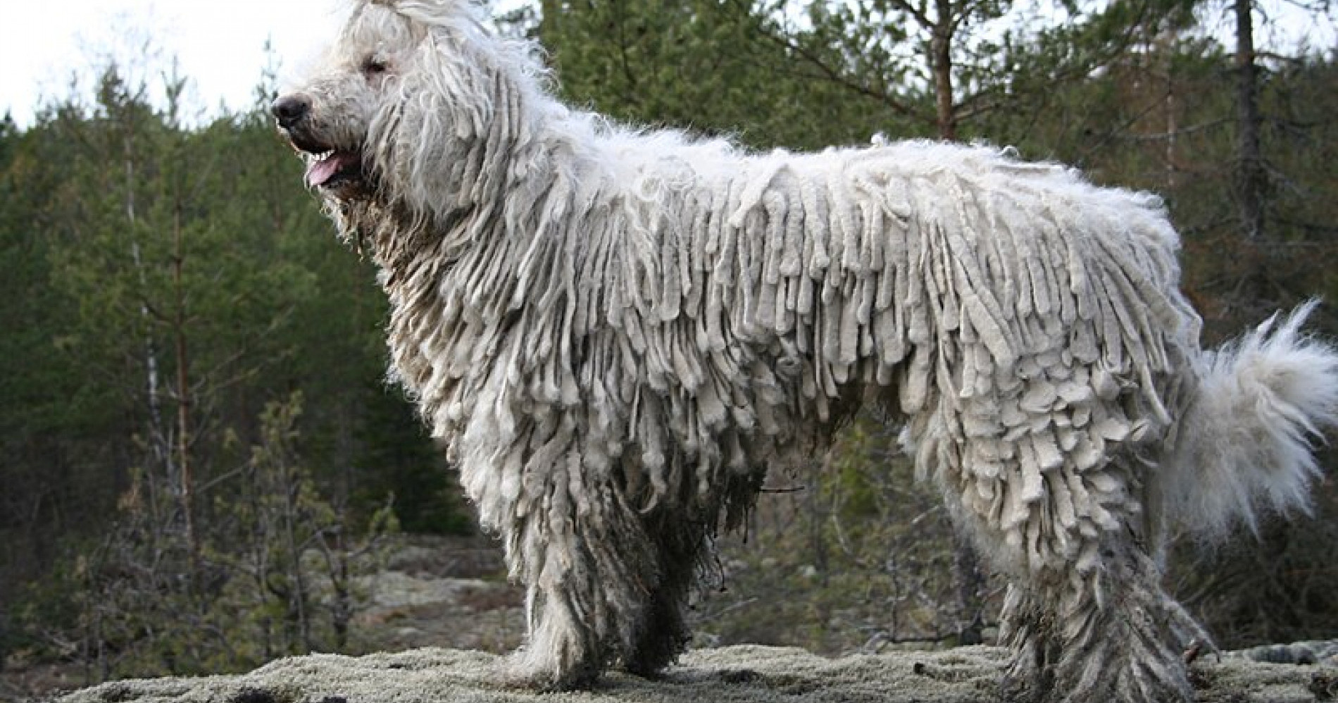 Anjing komondor jadi salah satu yang digunakan untuk berburu, memiliki ciri fisik yang khas hingga kerap disamakan sebagai kain pel (Foto Freepik.com)