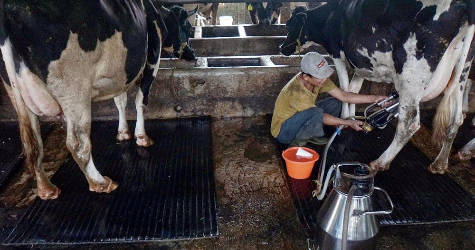 Peternak susu sapi terkena imbas dari adanya impor susu sapi (Foto Bisnis/Himawan L Nugraha)