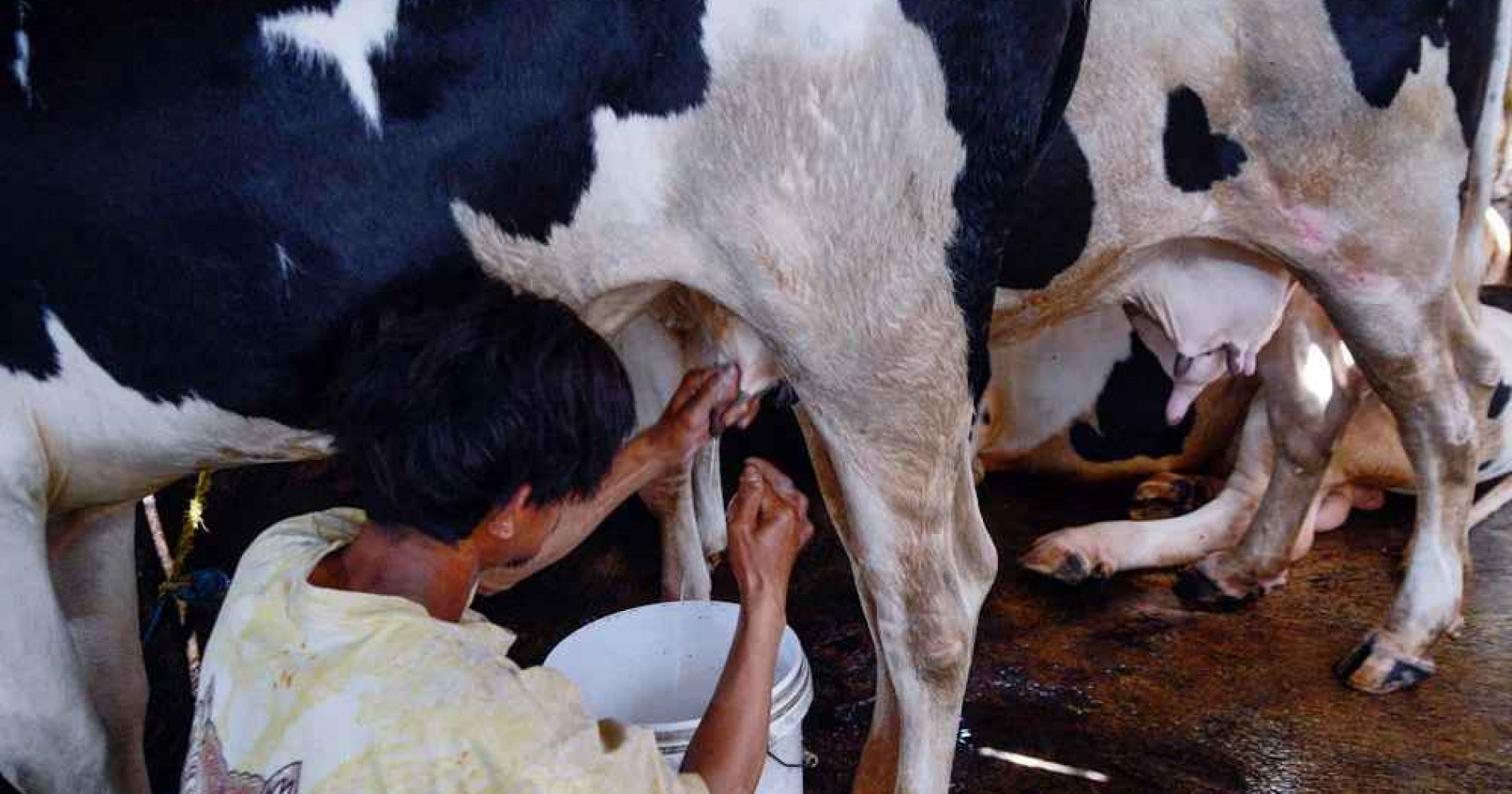 Peternak sapi lokal mesti bersiap untuk menghadapi susu sapi impor (Foto Bisniscom/Fanny Kusumawardhani)