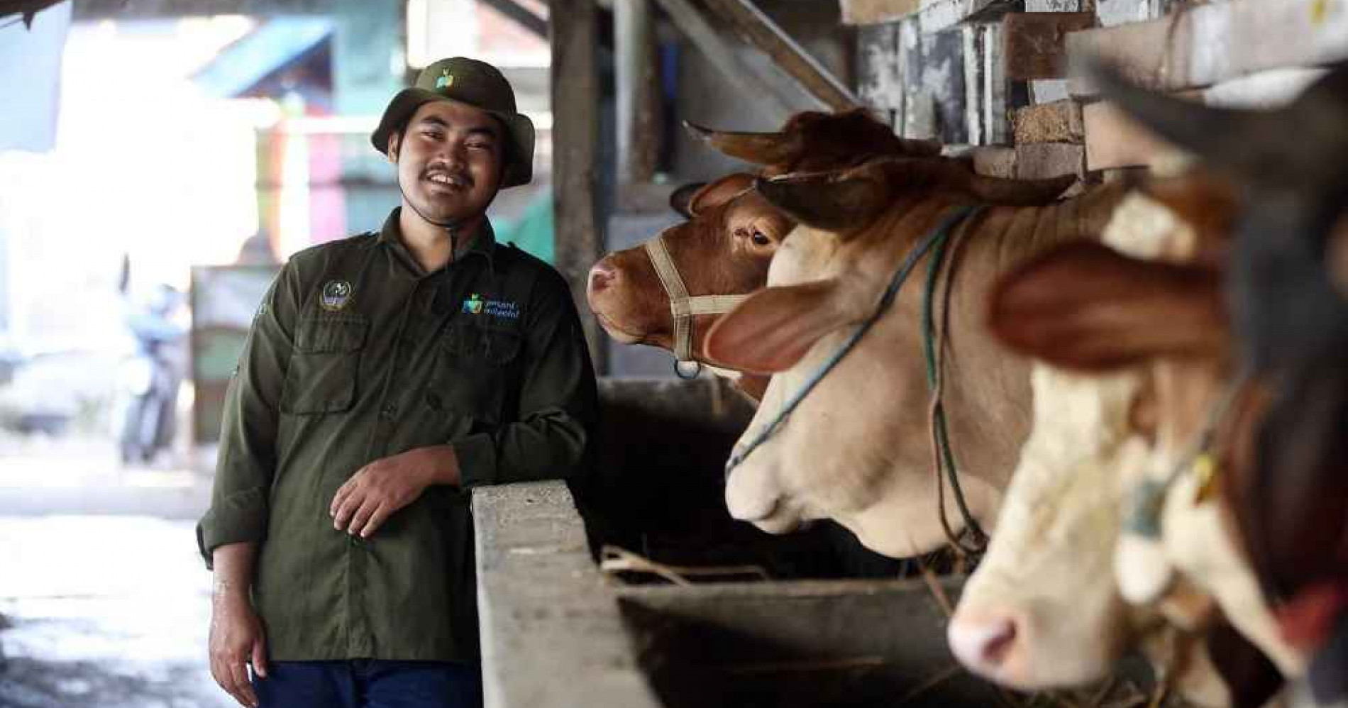 Peternak sapi perah lokal tengah terimbas dampak dari susu sapi impor (Foto Dokumen Bisniscom)