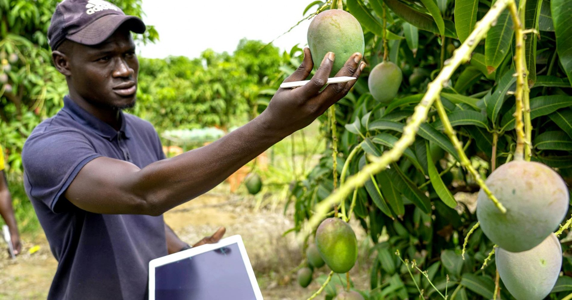 Foto inspeksi mangga petani muda oleh José Carlos Alexandre (sumber : https://www.pexels.com/id-id/foto/pria-laki-laki-lelaki-tablet-17797257 )