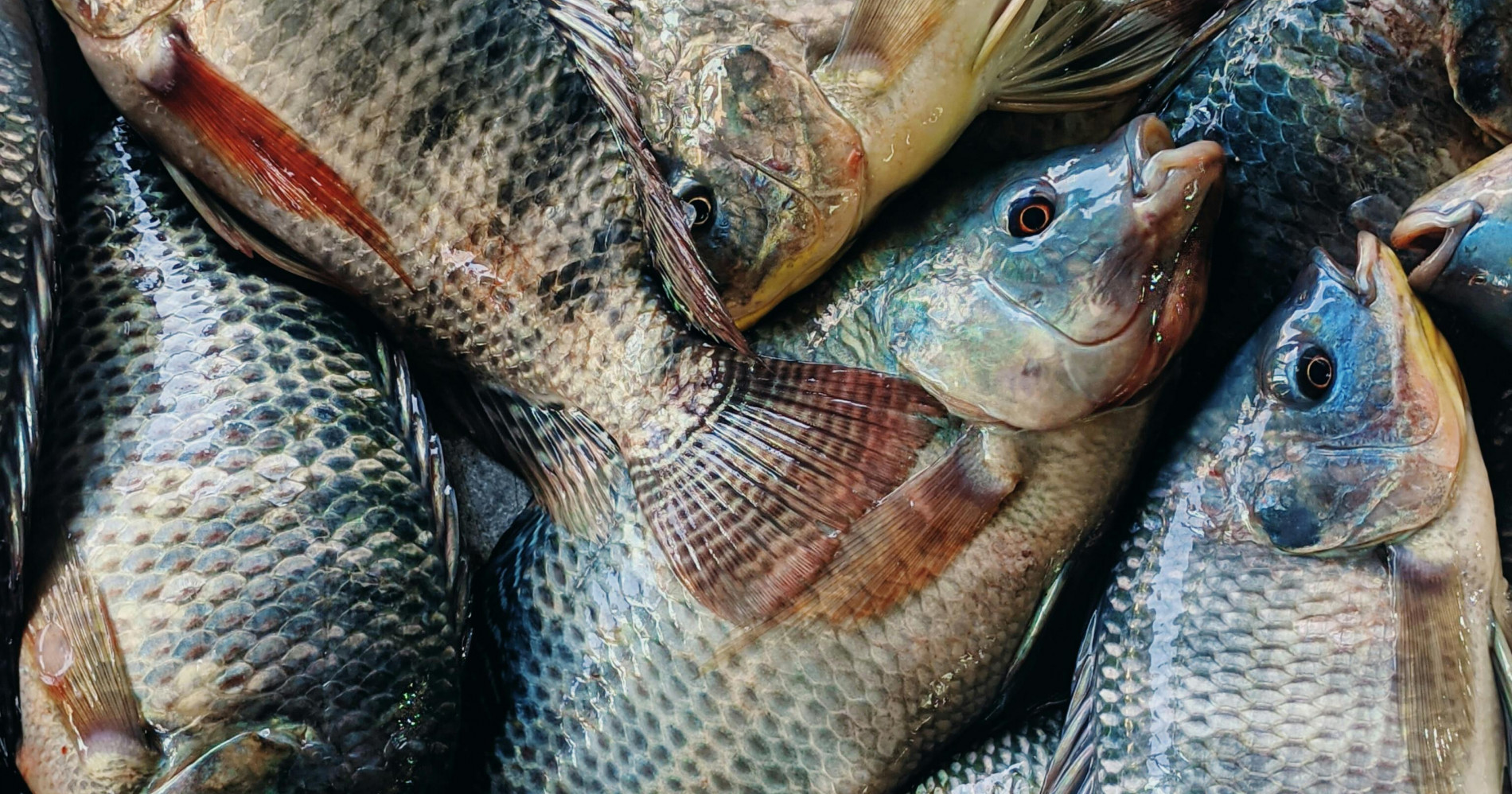 Foto ikan oleh MD. SAIFUL ISLAM (sumber: https://www.pexels.com/id-id/foto/industri-tumpukan-binatang-hewan-15553656/)