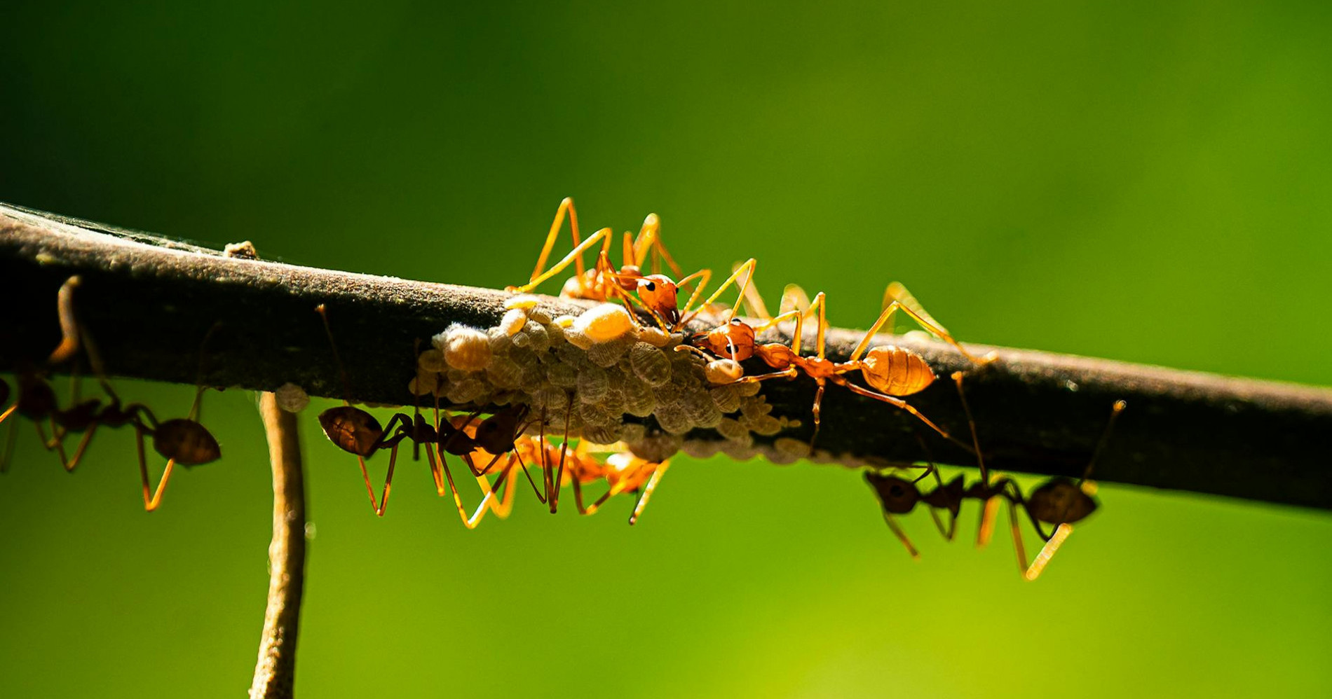 Foto semut oleh Venkata Sai Goutham Vaddi (sumber: Pexels)