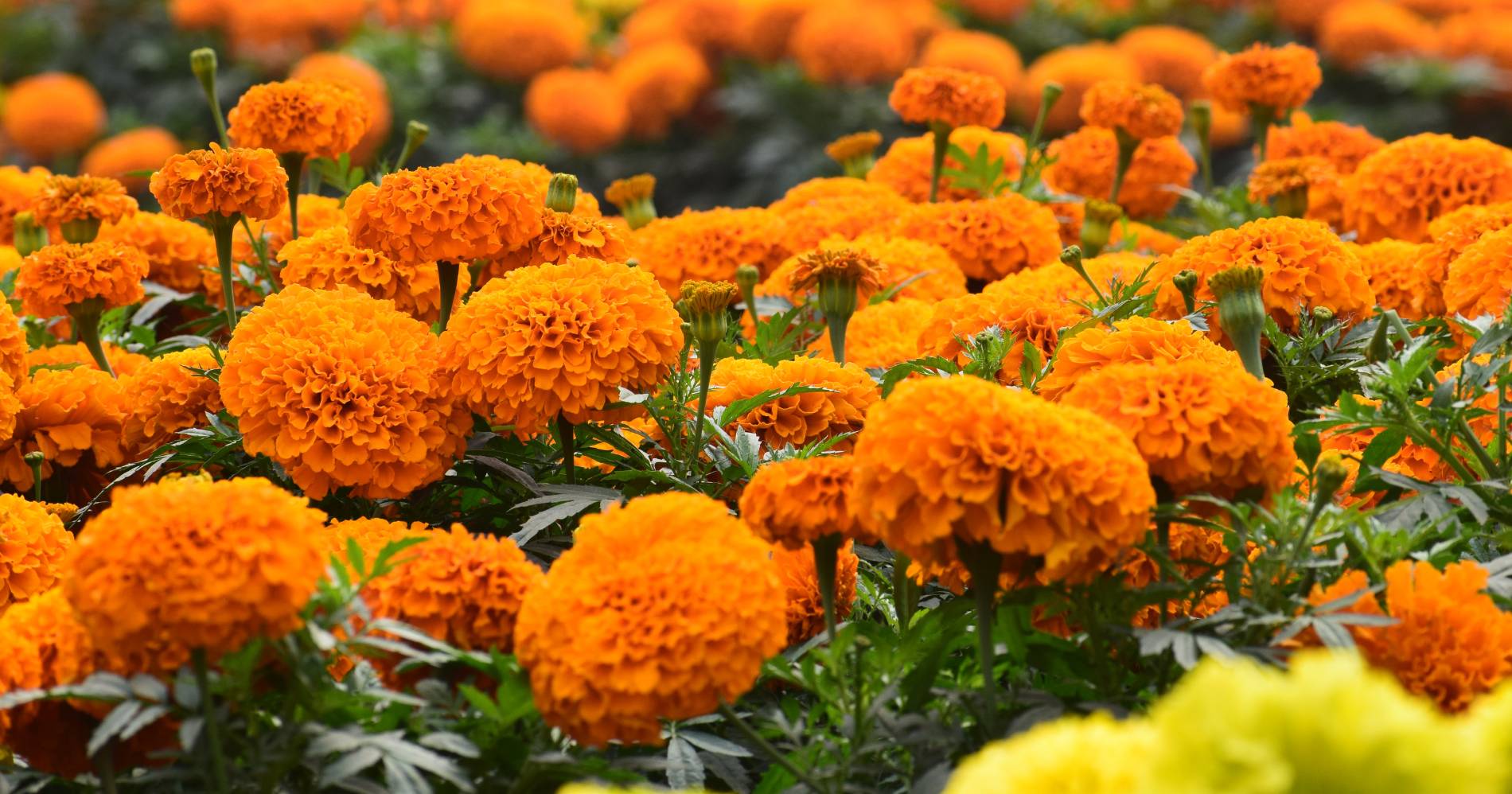 Bunga Marigold sebagai perlambangan kelahiran di bulan Oktober/Canva