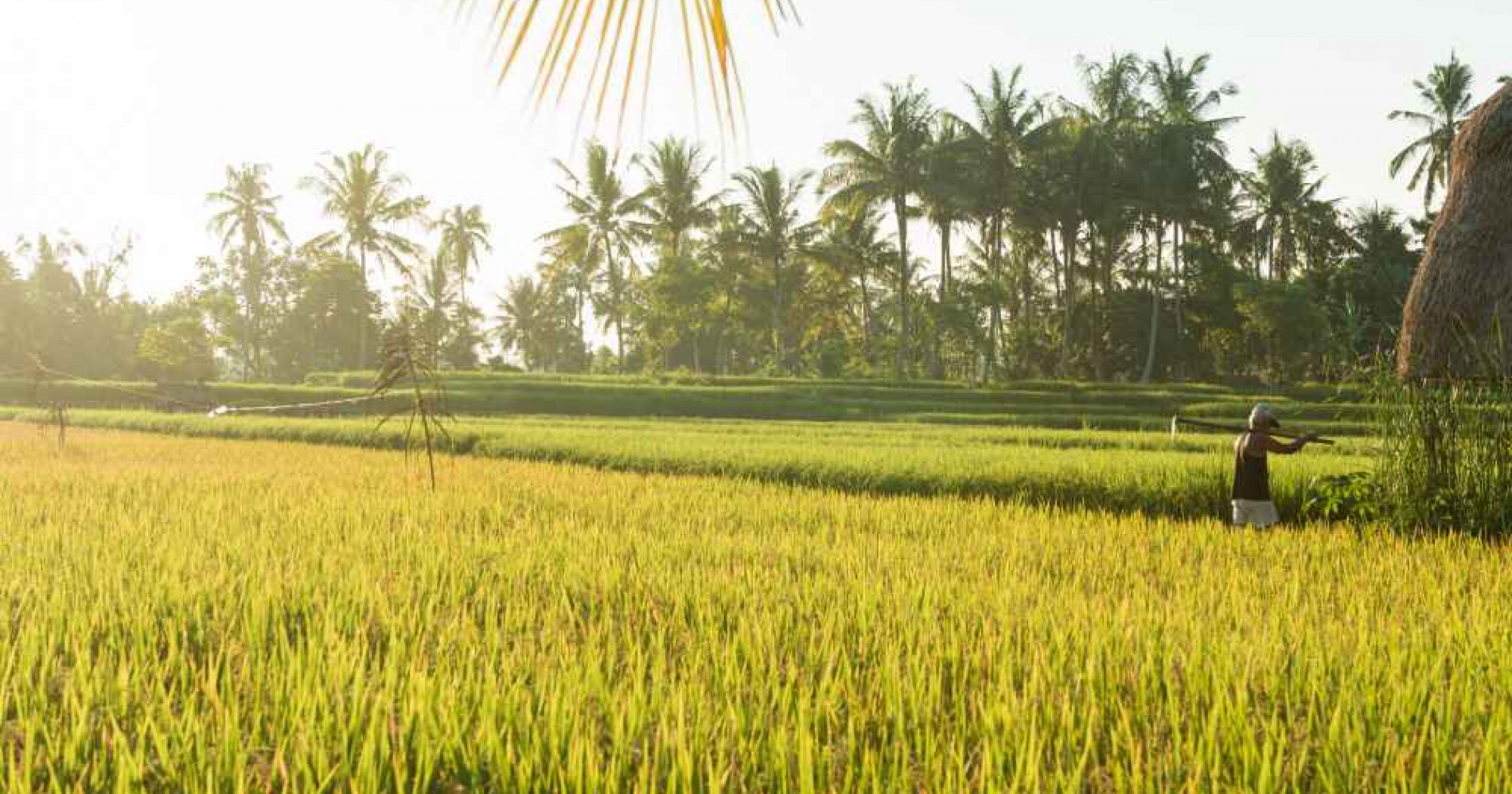 Stok beras dalam negeri capai 3,7 ton, sudahkah siap swasembada pangan? (Foto Freepik.com) Stok beras dalam negeri capai 3,7 ton, sudahkah siap swasembada pangan? (Foto Freepik.com)