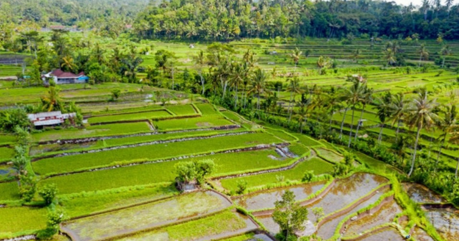 Indonesia Surplus Stok Beras, Sudah Siapkah Capai Swasembada Pangan? Sumber Gambar: Adobe Express