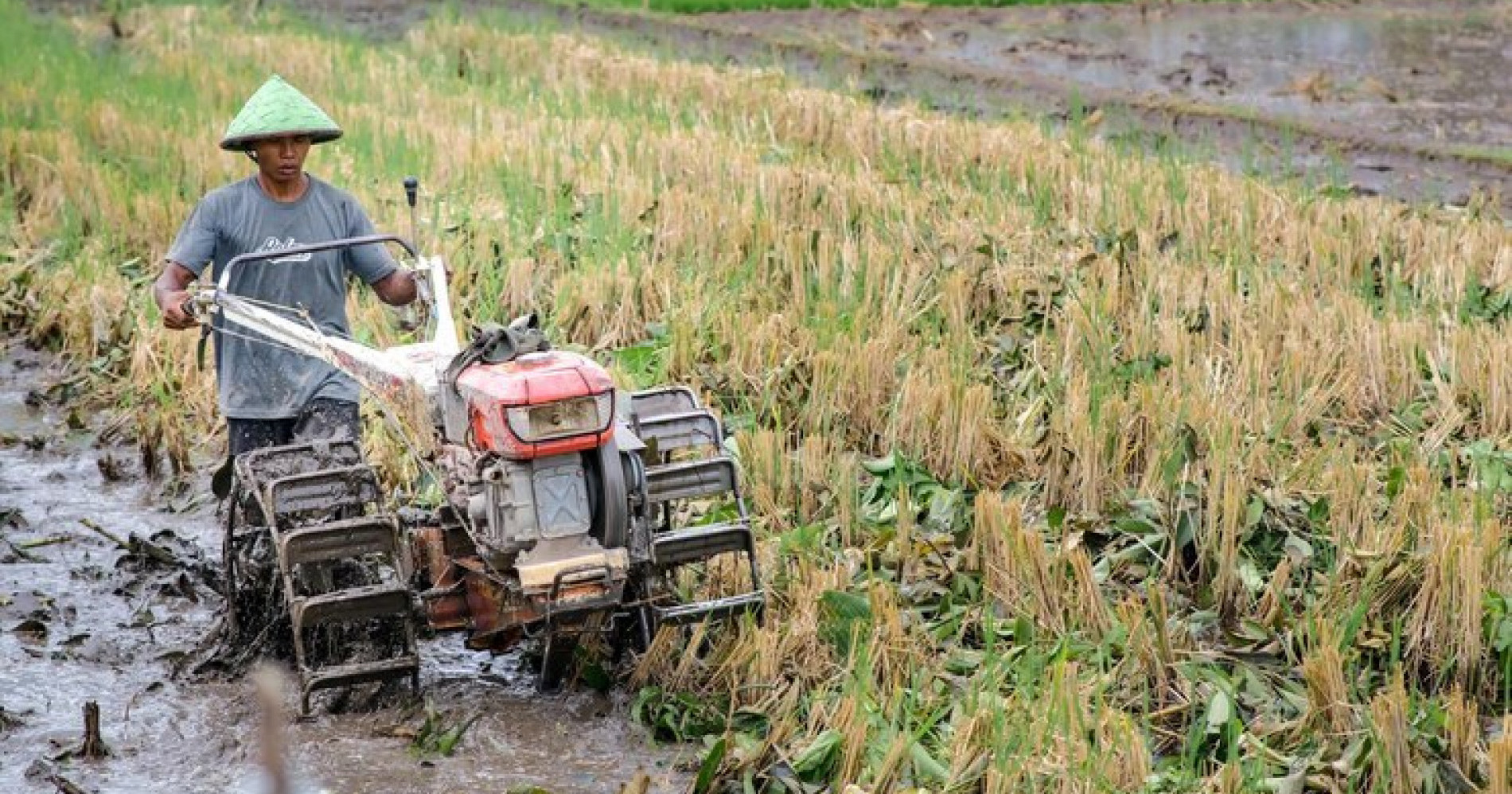 Menuju Swasembada Pangan: Kerjasama Petani, Industri, dan Masyarakat (Sumber gambar: Freepik) Menuju Swasembada Pangan: Kerjasama Petani, Industri, dan Masyarakat (Sumber gambar: Freepik)