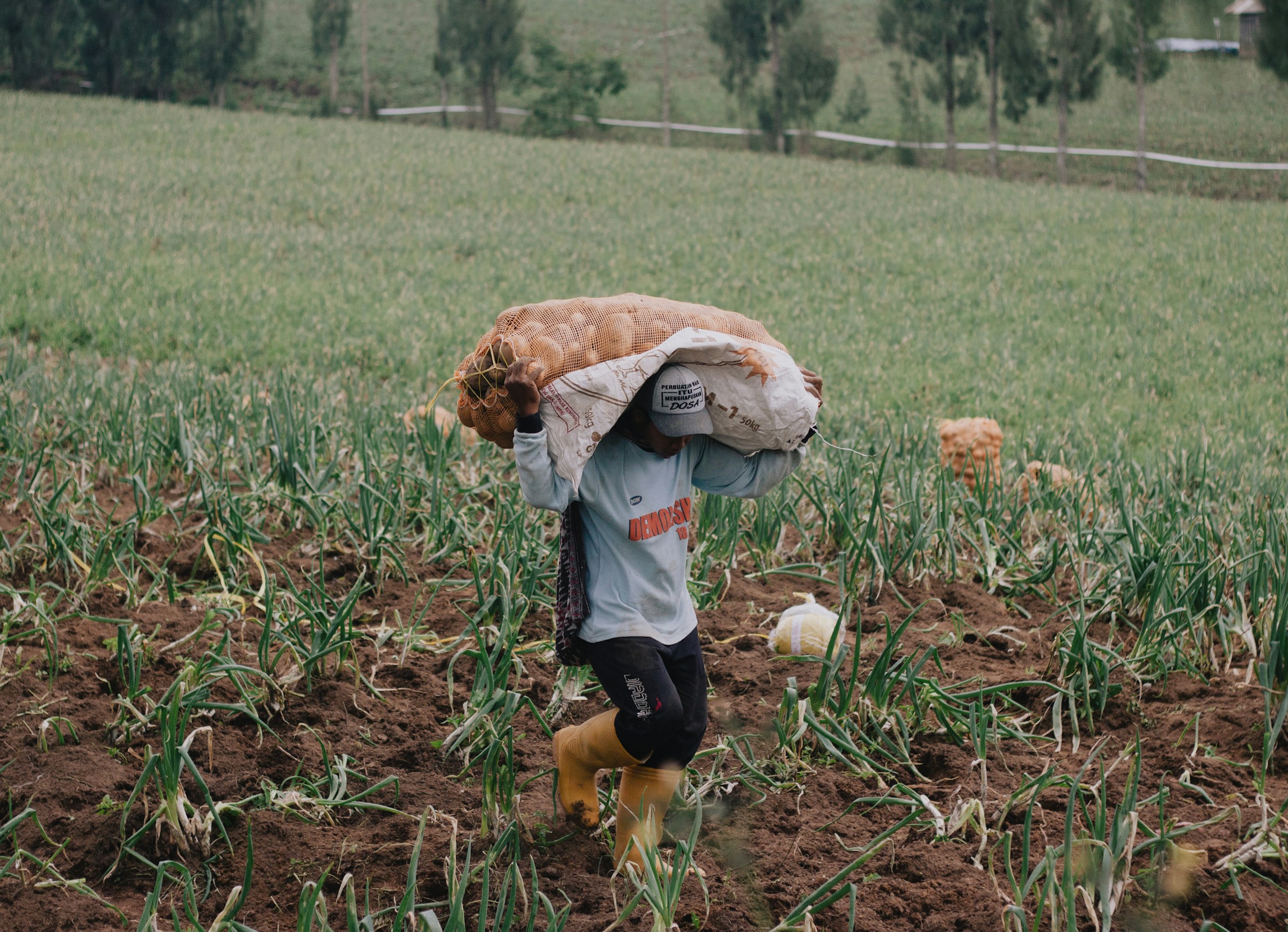 Petani yang sedang mengangkut hasil panennya | Unsplash/Kevin Yudhistira Alloni