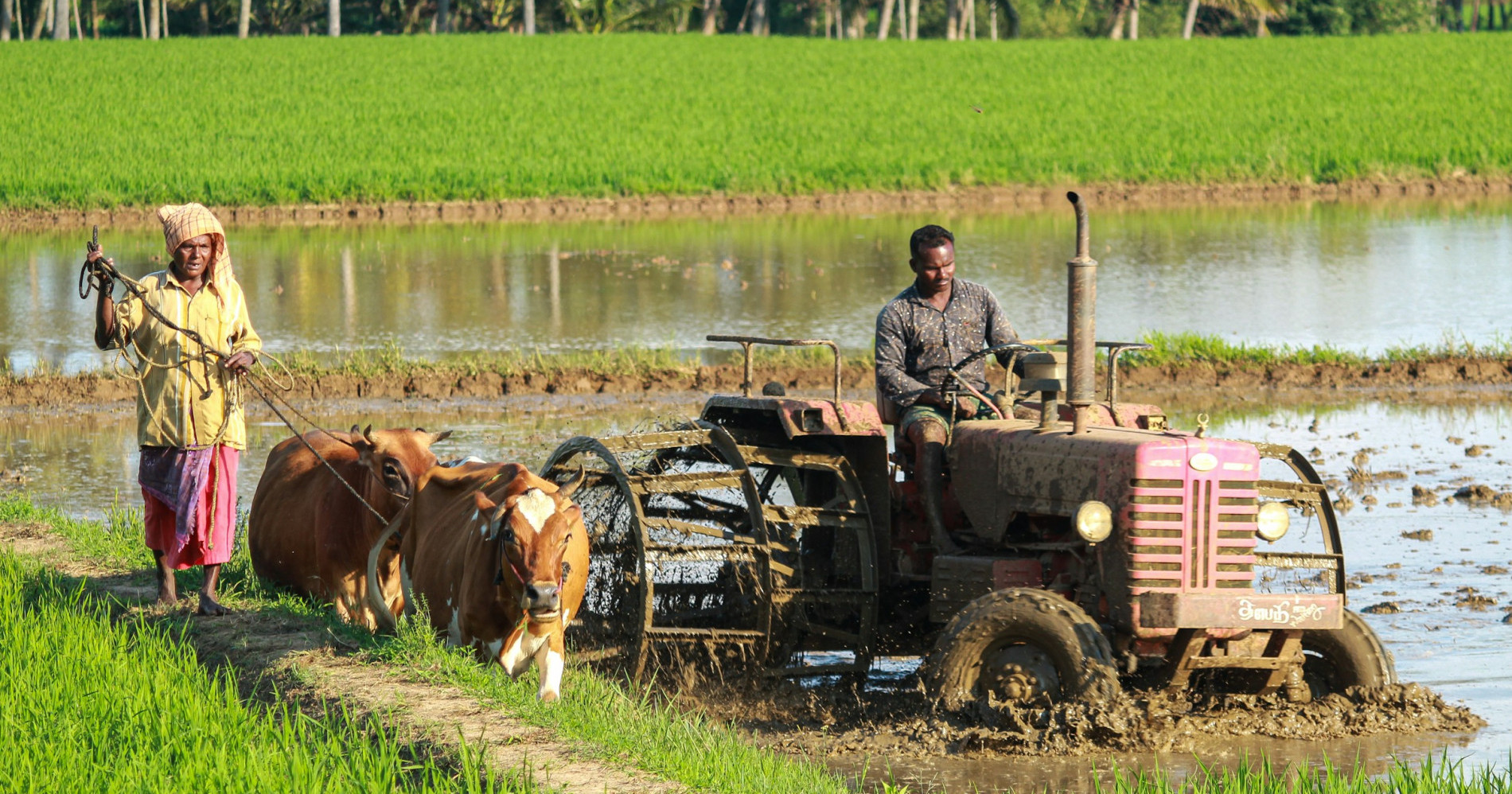 Petani yang sedang Membajak sawah dengan traktor dan kerbau | Unsplash/Rajesh Ram Petani yang sedang Membajak sawah dengan traktor dan kerbau | Unsplash/Rajesh Ram