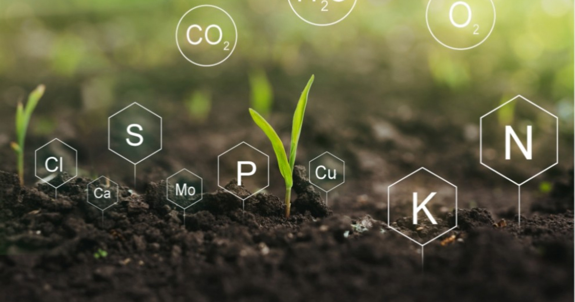Pertanian Regeneratif, Bagaimana Peran Industri Pupuk? Sumber Gambar: Adobe Express